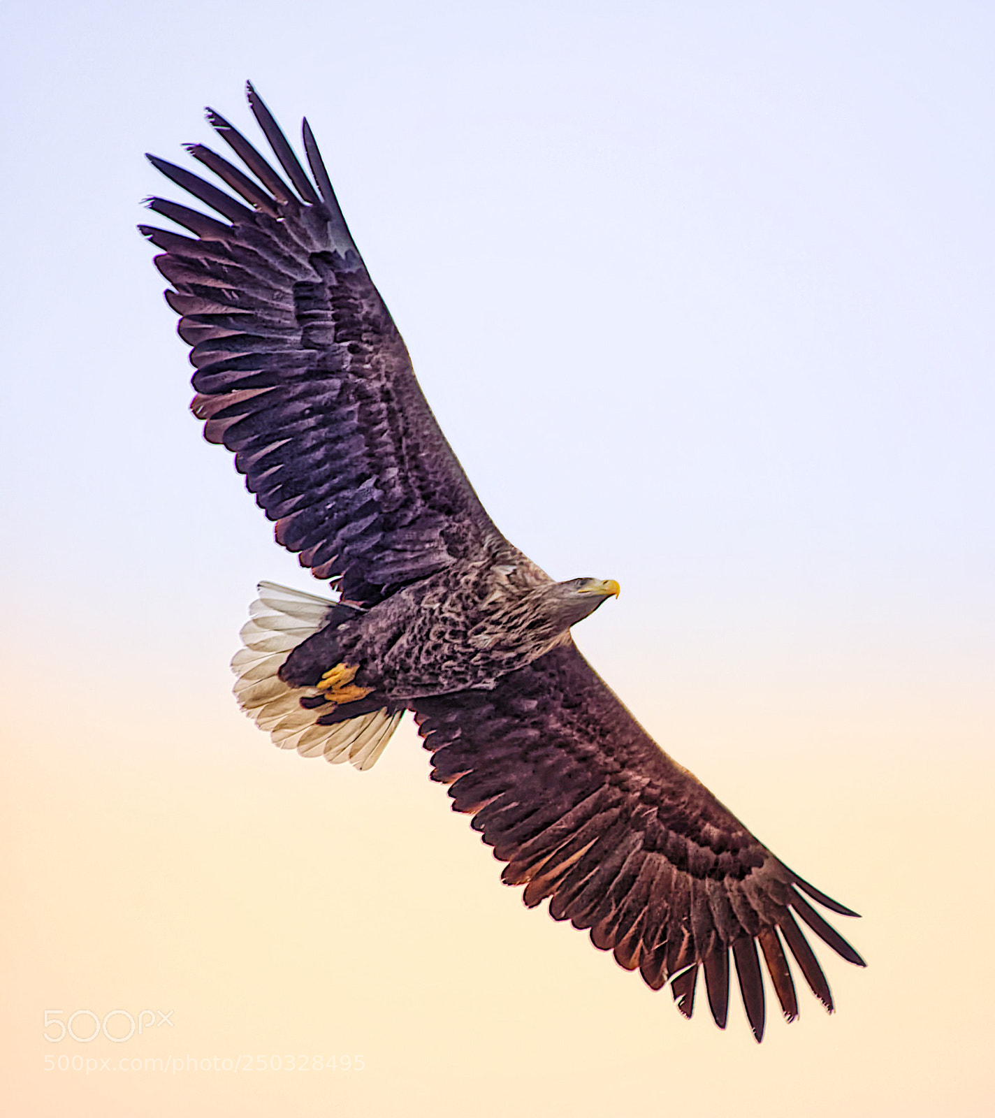 Olympus OM-D E-M1 Mark II sample photo. White-tailed eagle photography