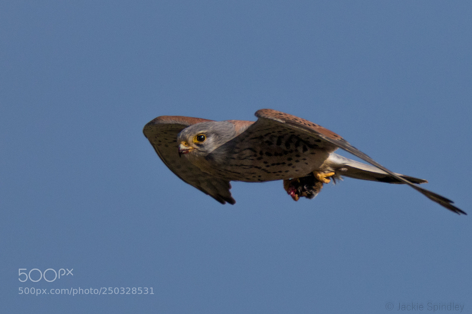 Canon EOS 7D Mark II sample photo. Kestrel with his prey photography