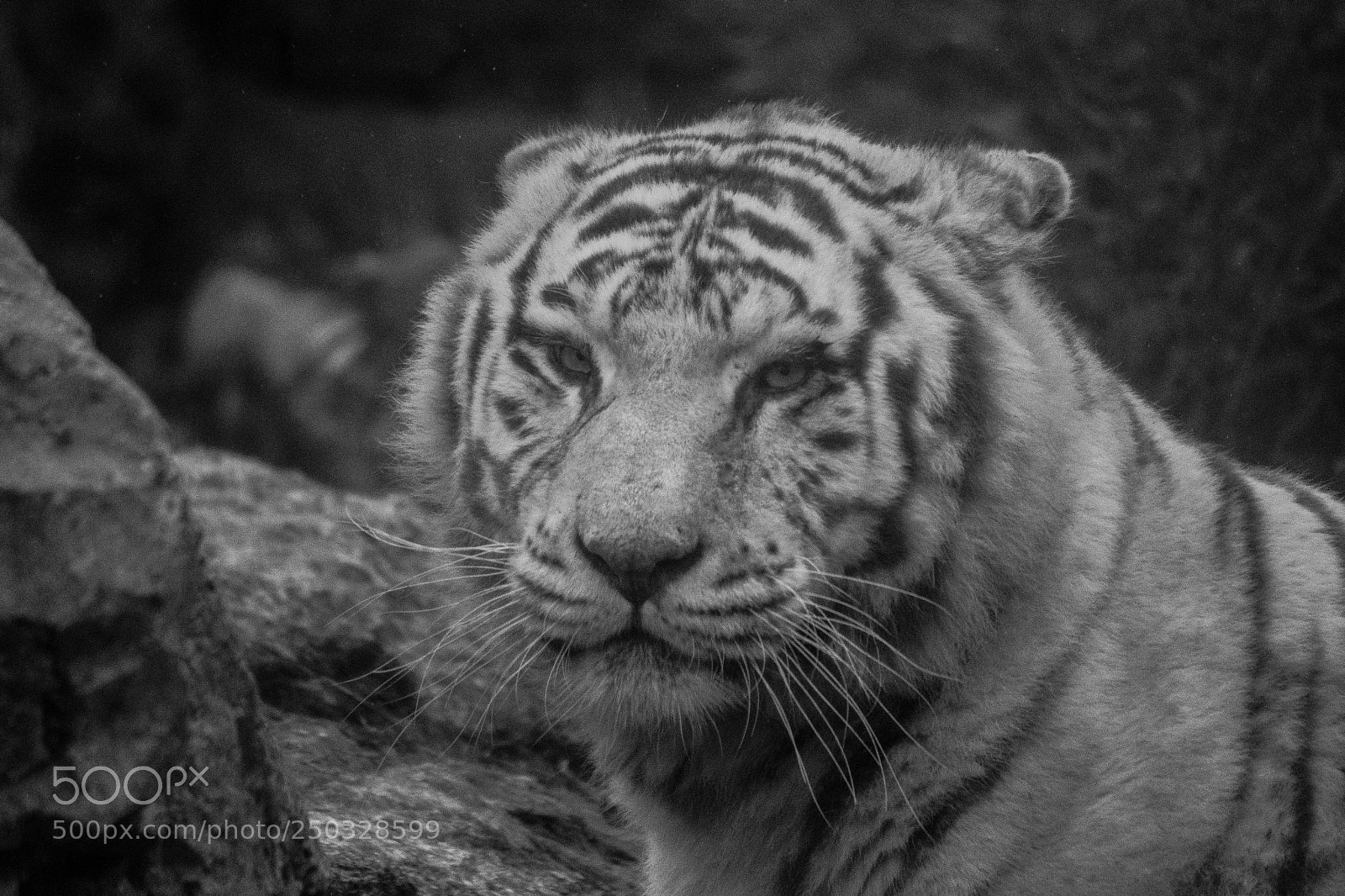 Nikon D500 sample photo. Grumpy tiger photography