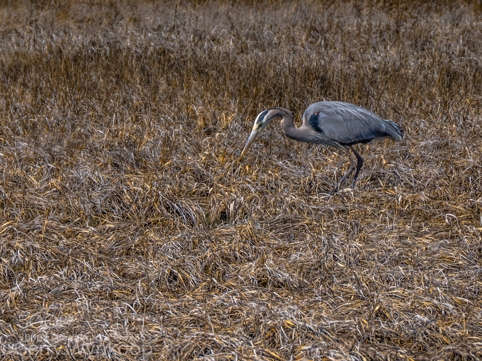Panasonic Lumix DC-GH5 sample photo. _1000987.jpg photography