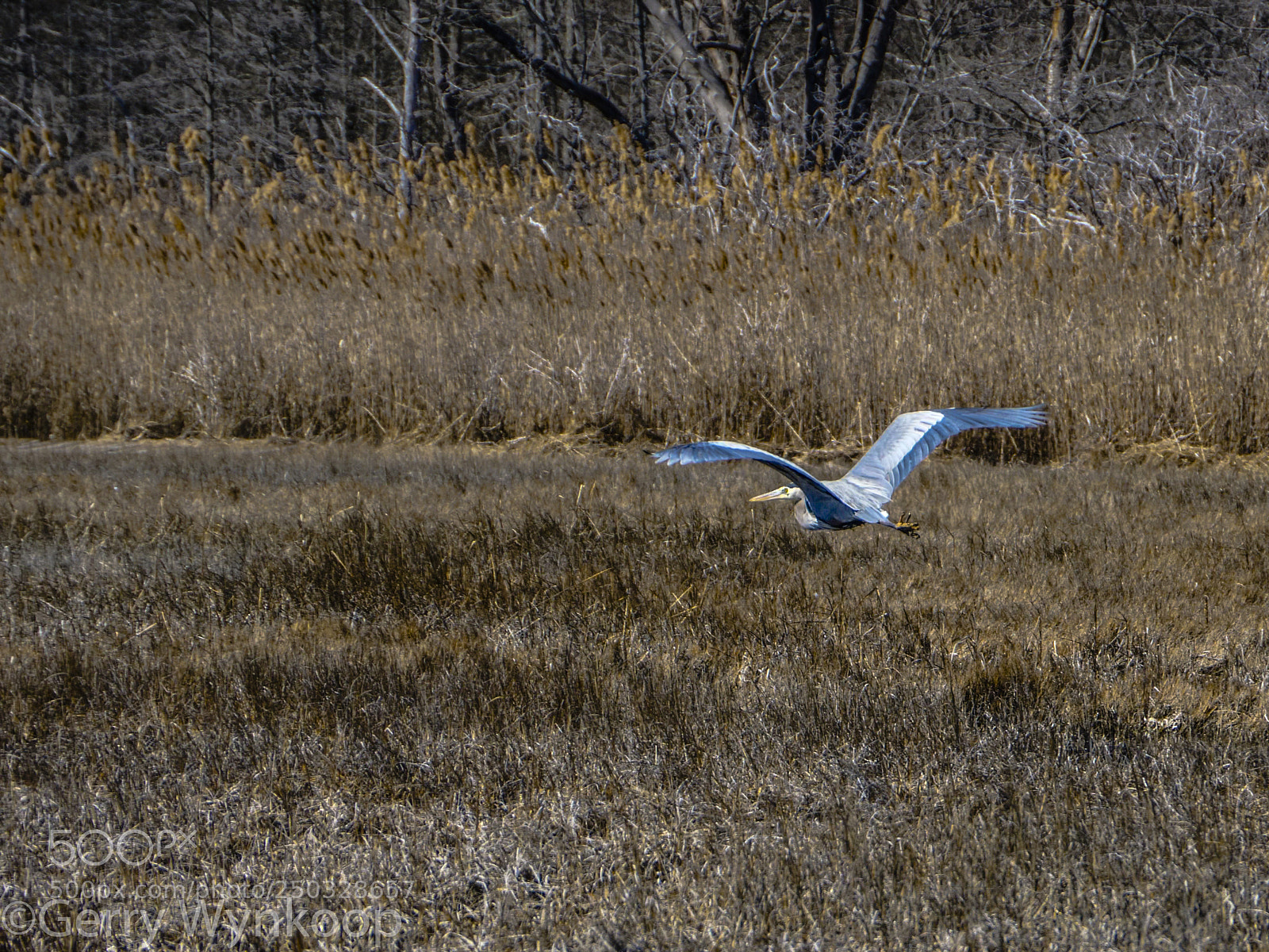 Panasonic Lumix DC-GH5 sample photo. P1011021-2.jpg photography
