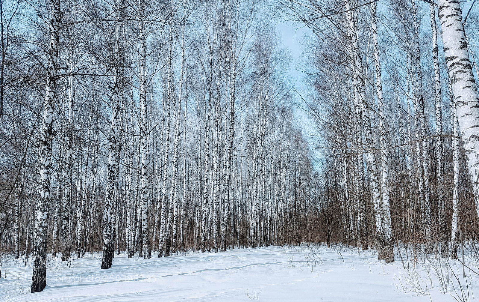 Samsung Galaxy S7 sample photo. Birch grove photography
