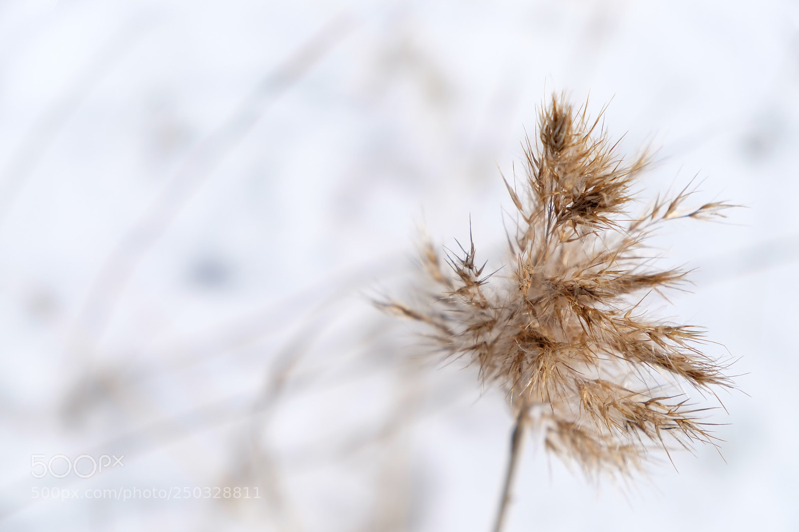 Fujifilm X-T1 sample photo. Winter tales by the photography