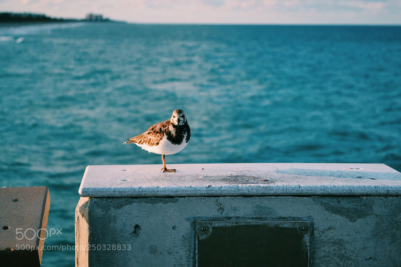 Nikon D3100 sample photo. Bird watch  photography