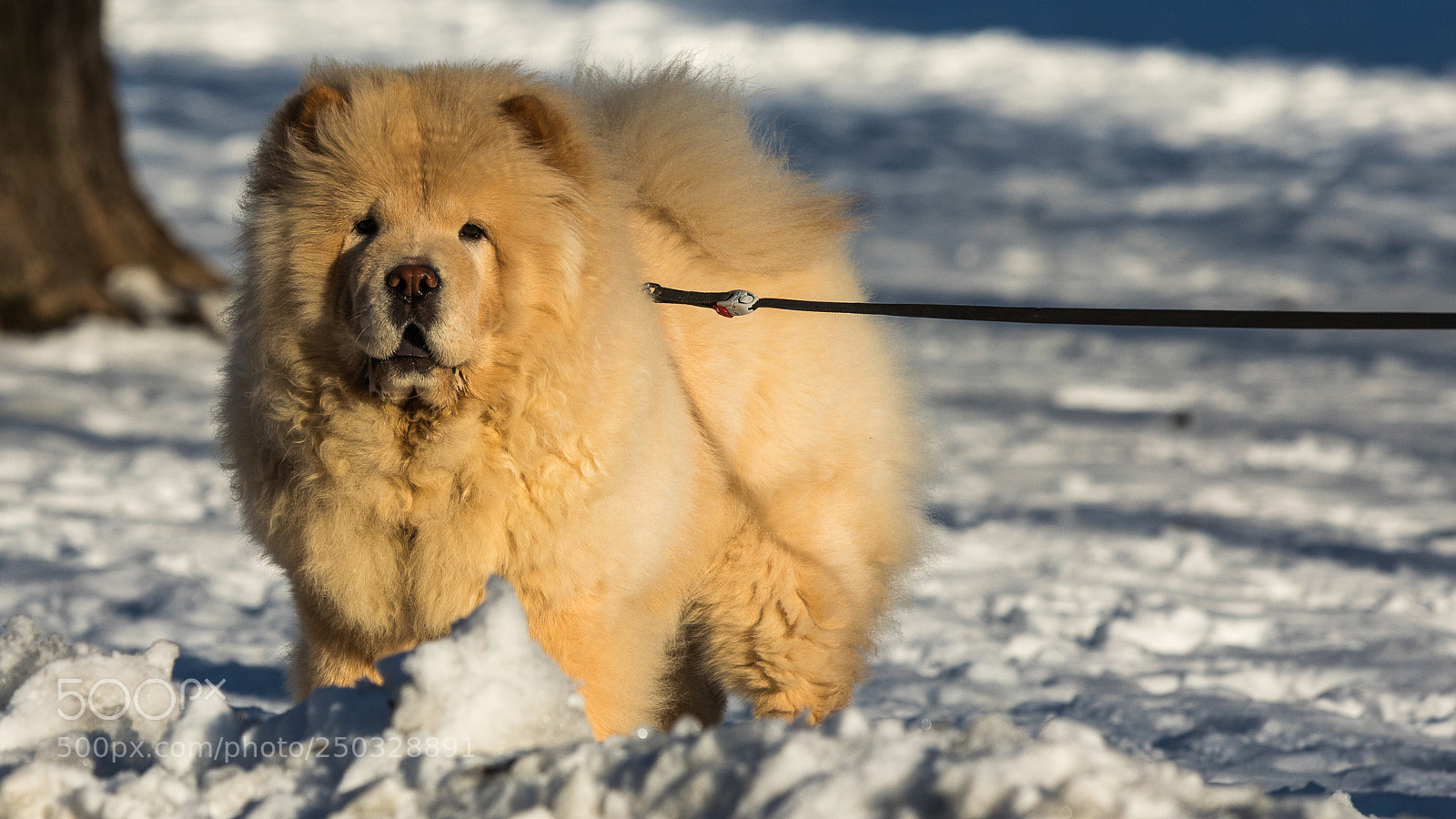 Canon EOS 5D Mark IV sample photo. The buddy photography