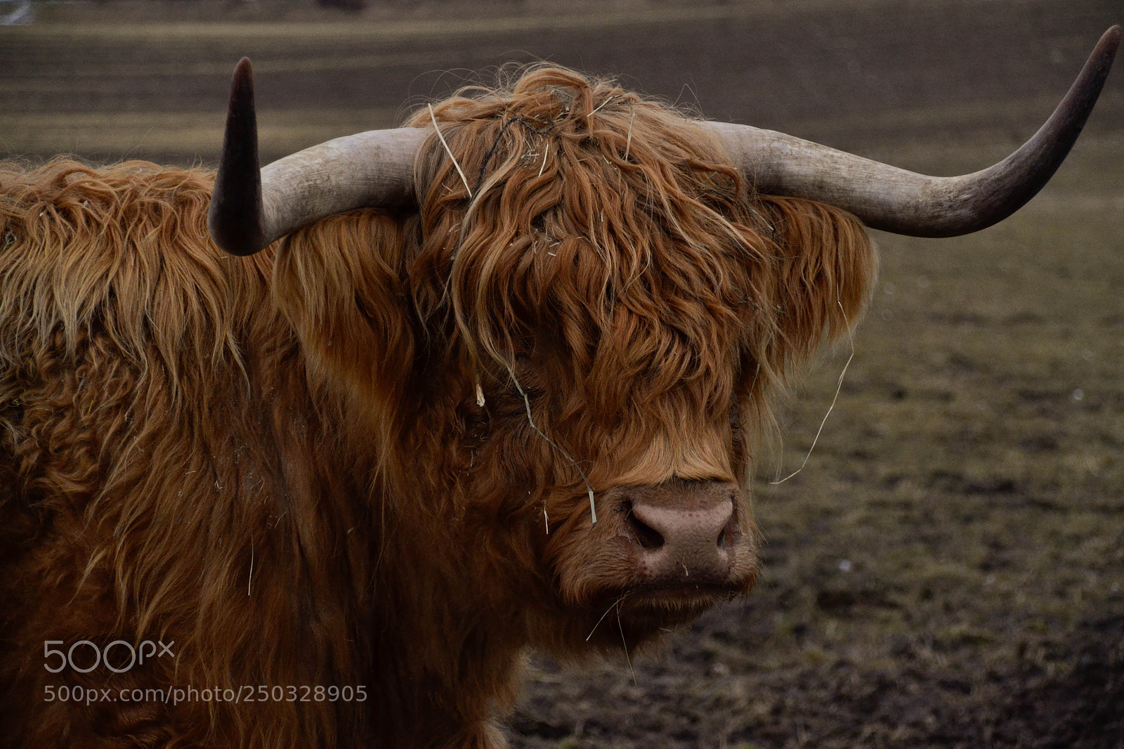 Nikon D3100 sample photo. Cow photography