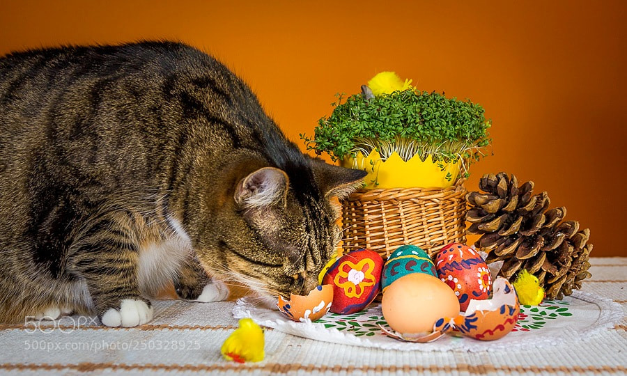 Canon EOS 60D sample photo. Easter preparation photography