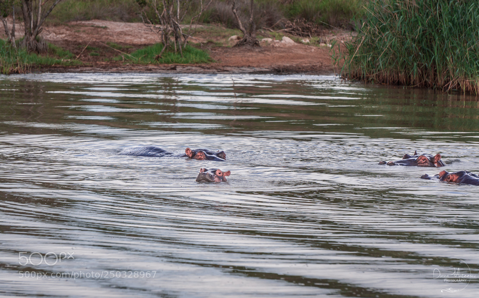 Sony a6000 sample photo. Hippo baby with his photography