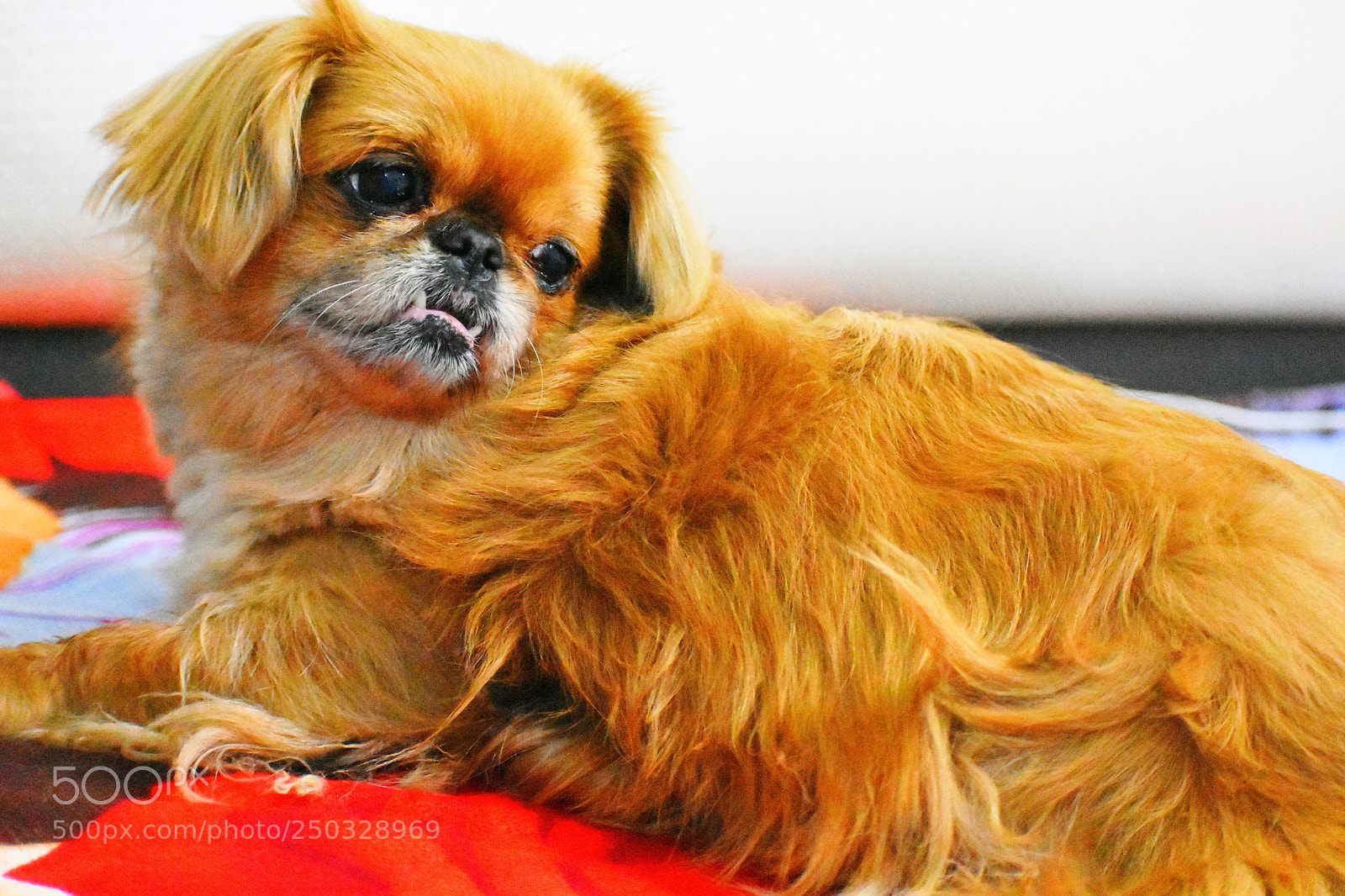Nikon D3400 sample photo. Chinky love photography