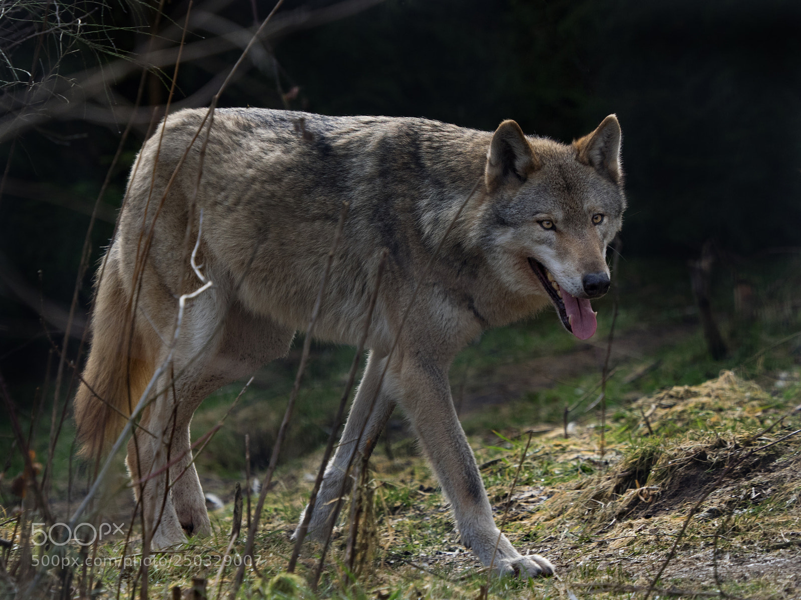 Olympus OM-D E-M1 sample photo. Canis lupus - wolf photography