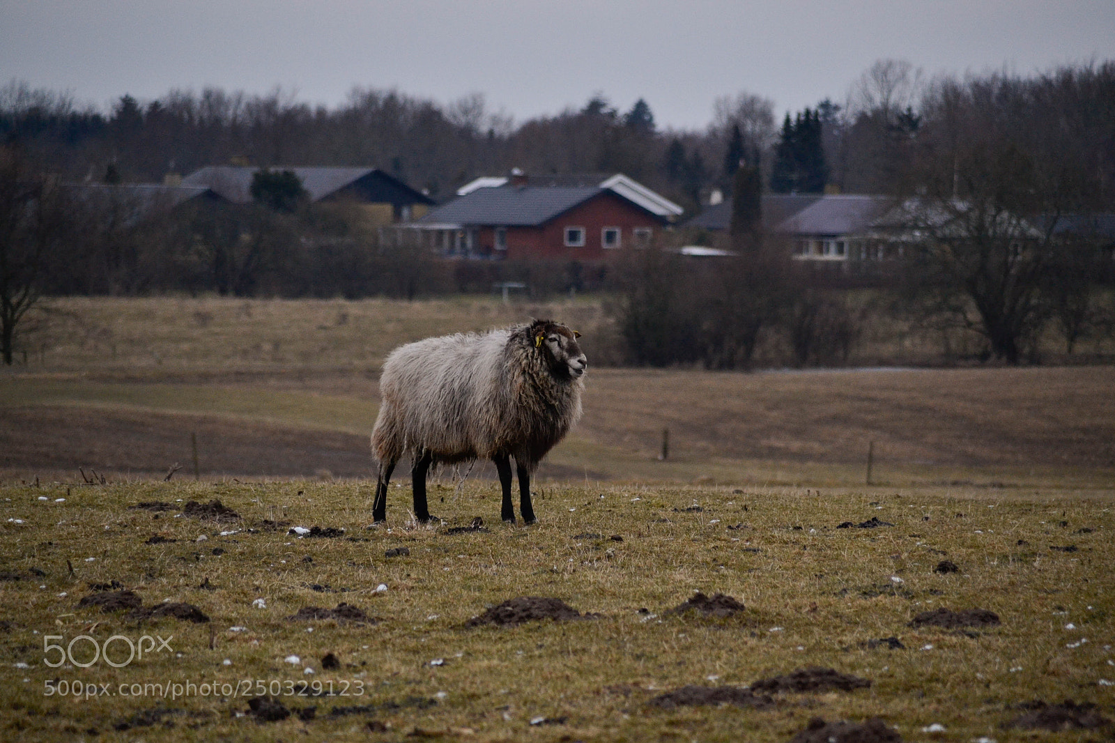 Nikon D3100 sample photo. The sheep on the photography
