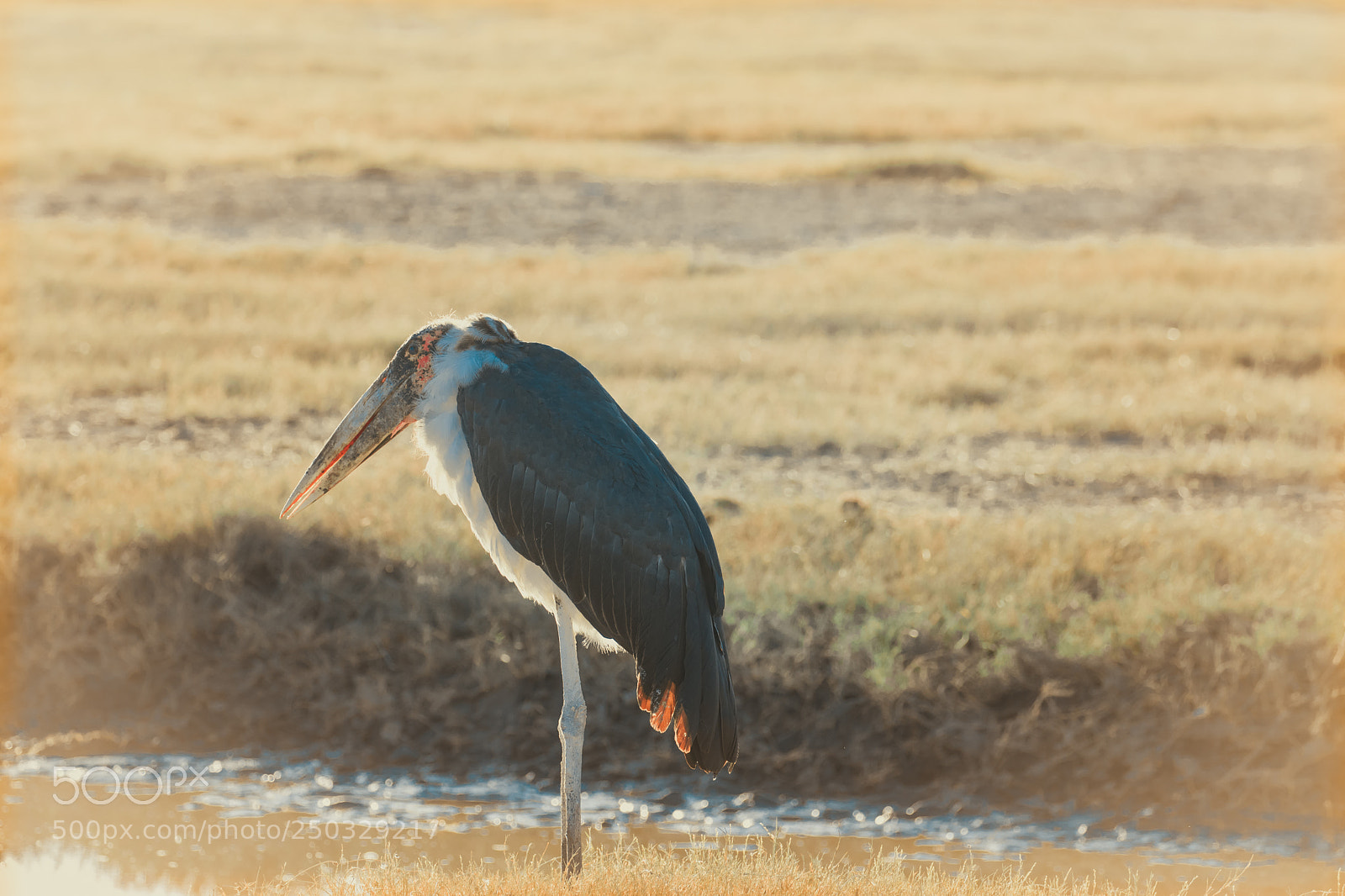 Canon EOS 5D Mark IV sample photo. Grumpy marabu photography