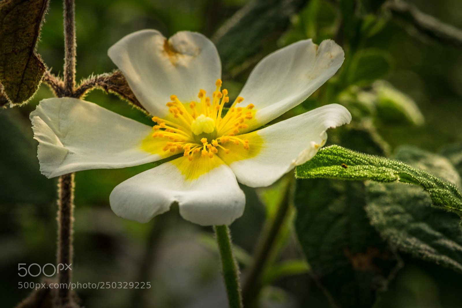 Fujifilm X-T1 sample photo. Salbeibl ttrige zistrose cistus photography