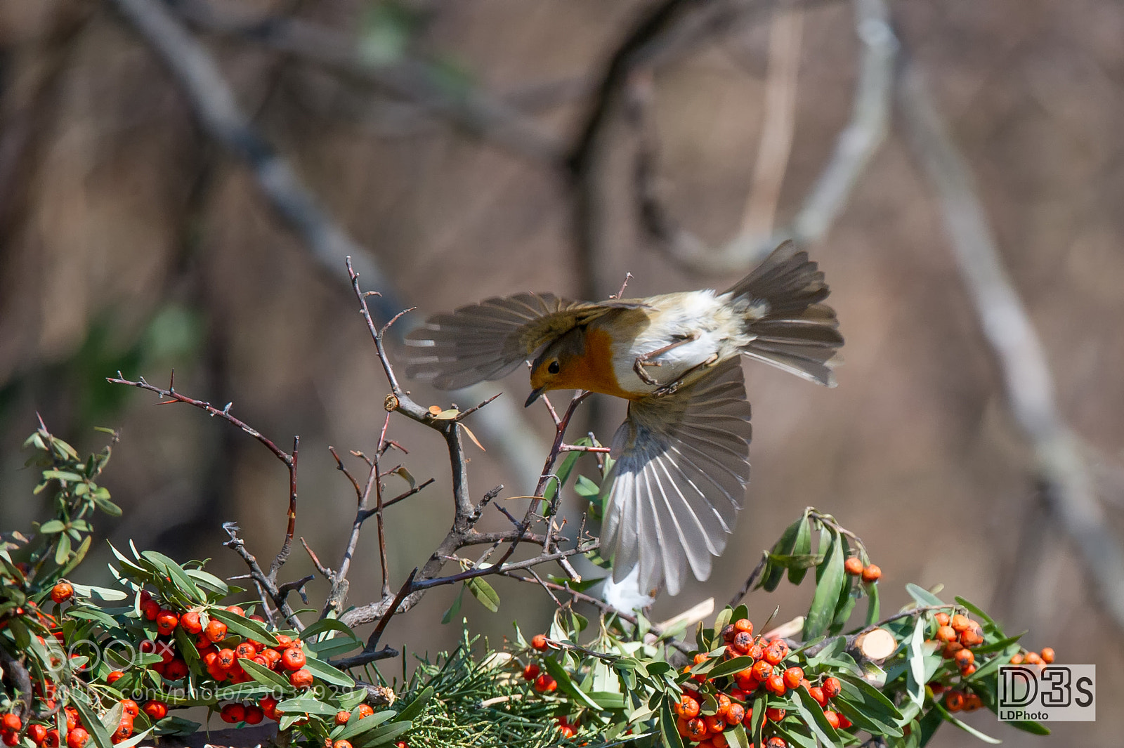 Nikon D3S sample photo. Robin photography