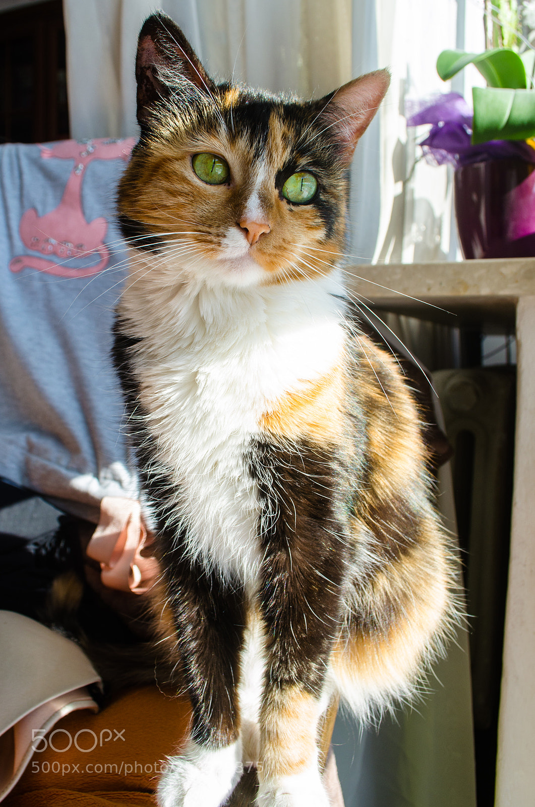 Nikon D5100 sample photo. Kocica photography