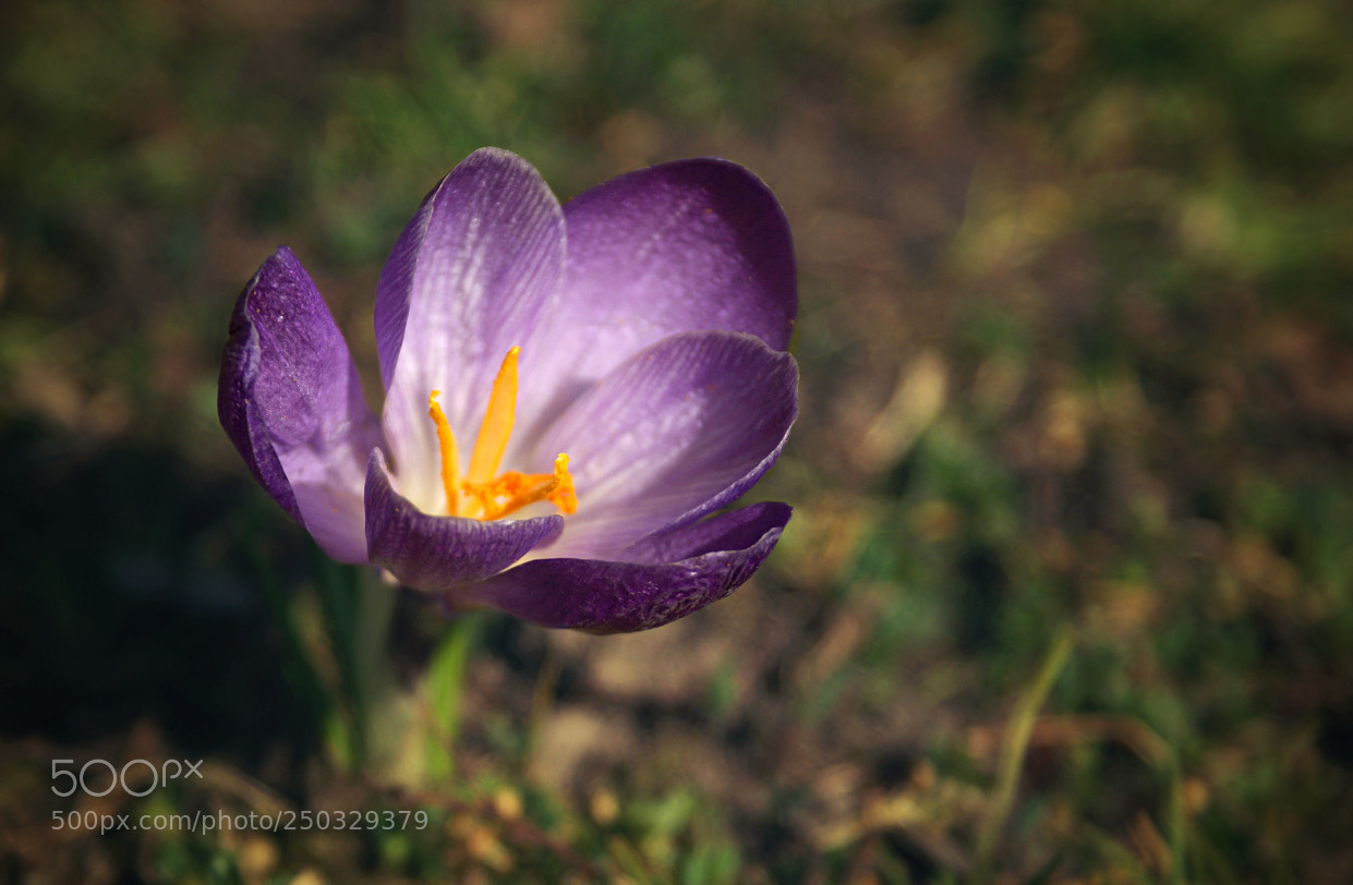 Sony DT 18-70mm F3.5-5.6 sample photo. Welcome spring photography