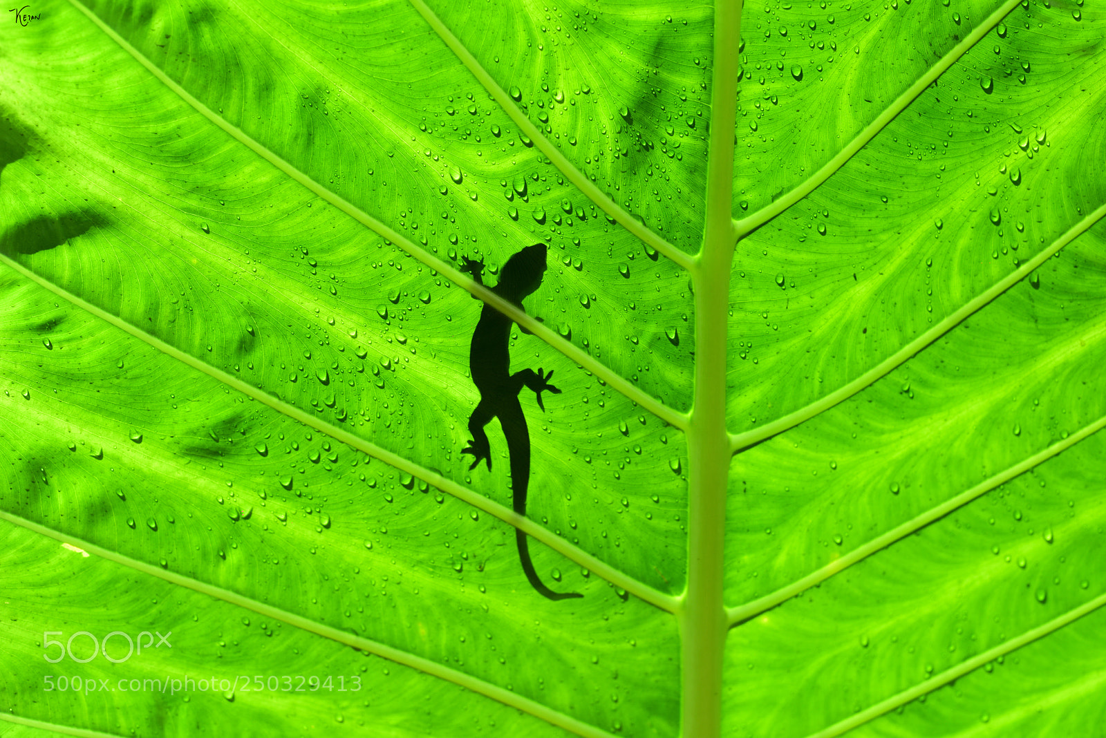 Nikon D810 sample photo. Lizard on leaf photography
