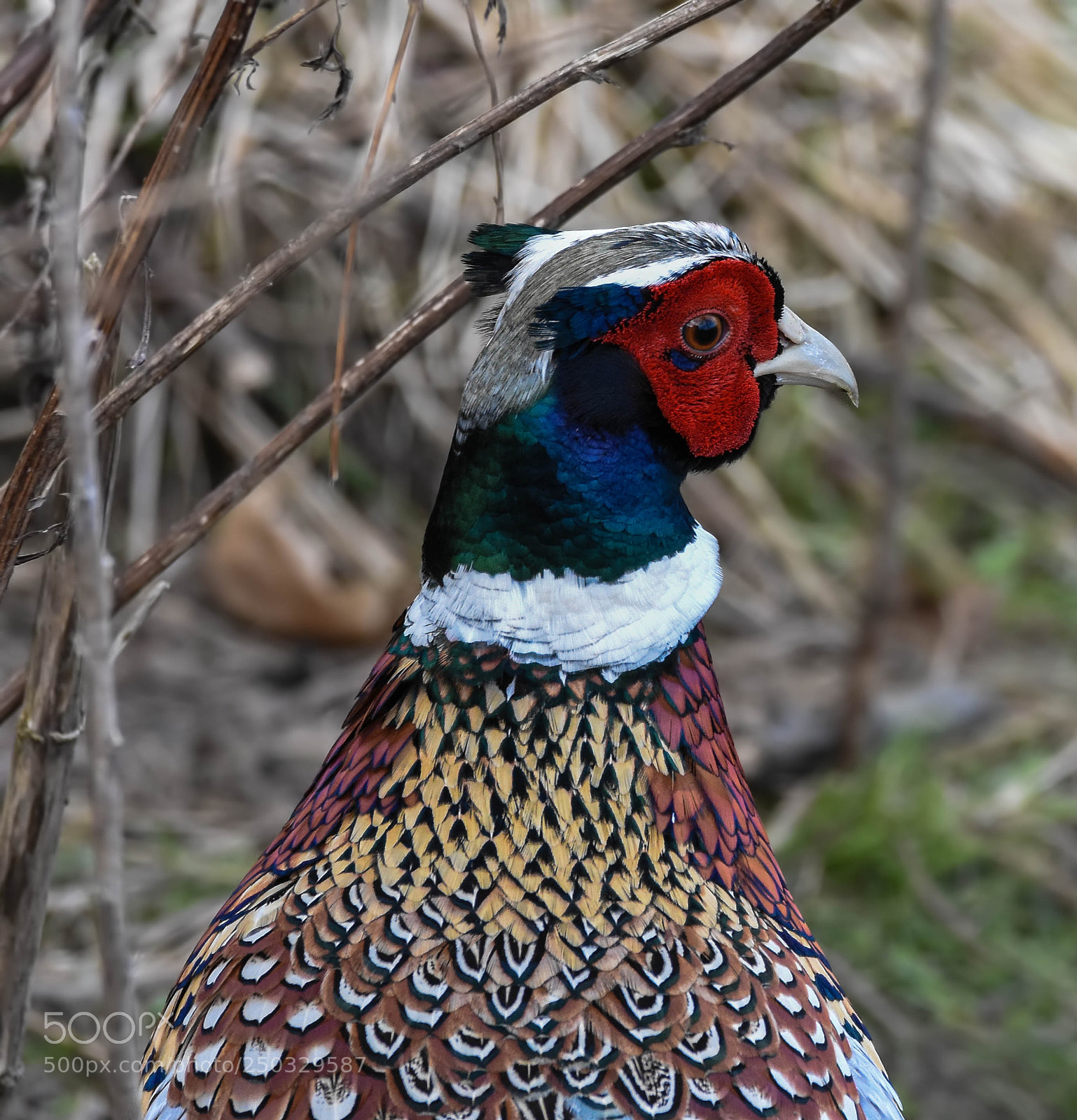 Nikon D7200 sample photo. Pheasant photography