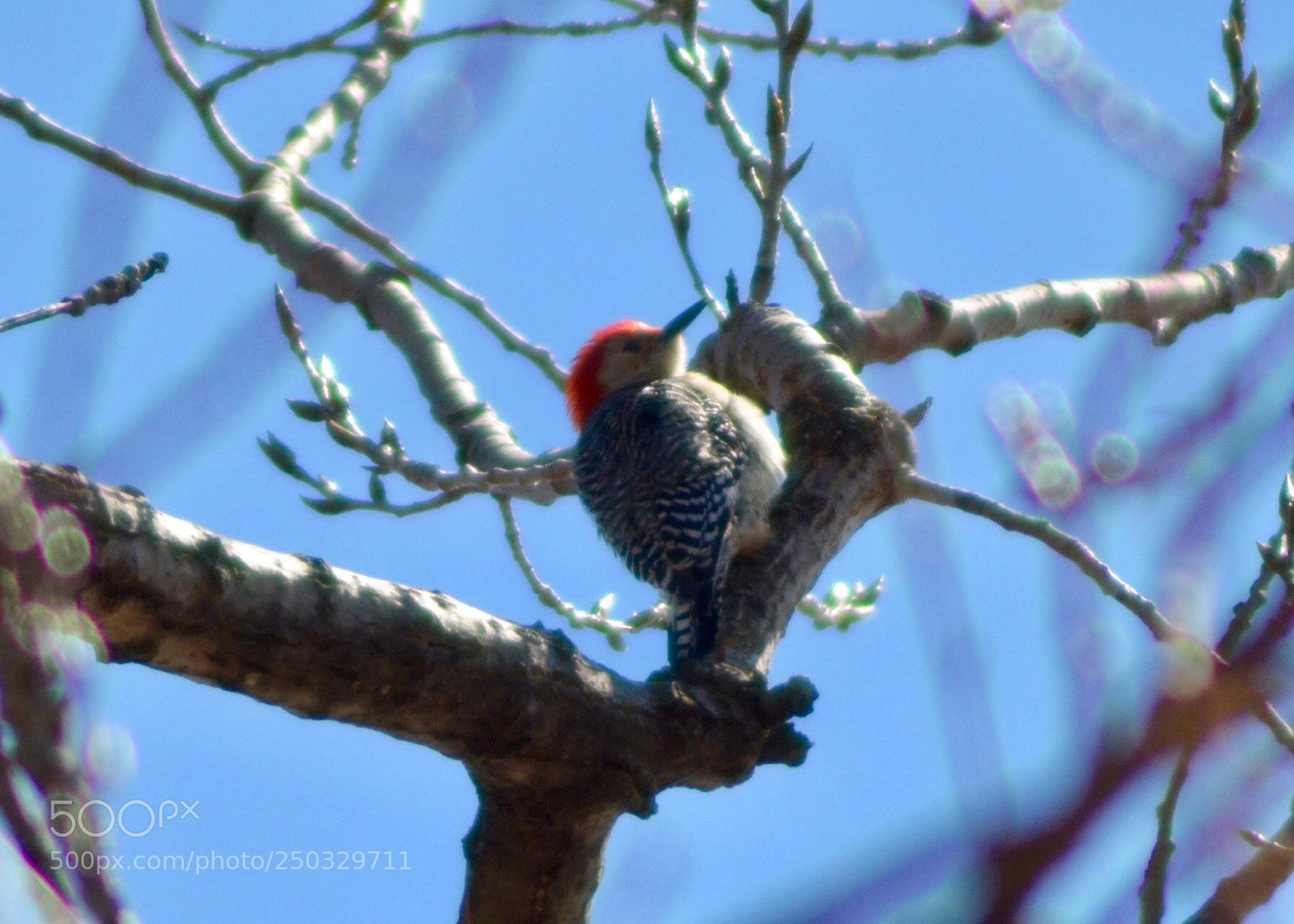 Nikon D5200 sample photo. Red bellied woodpecker photography