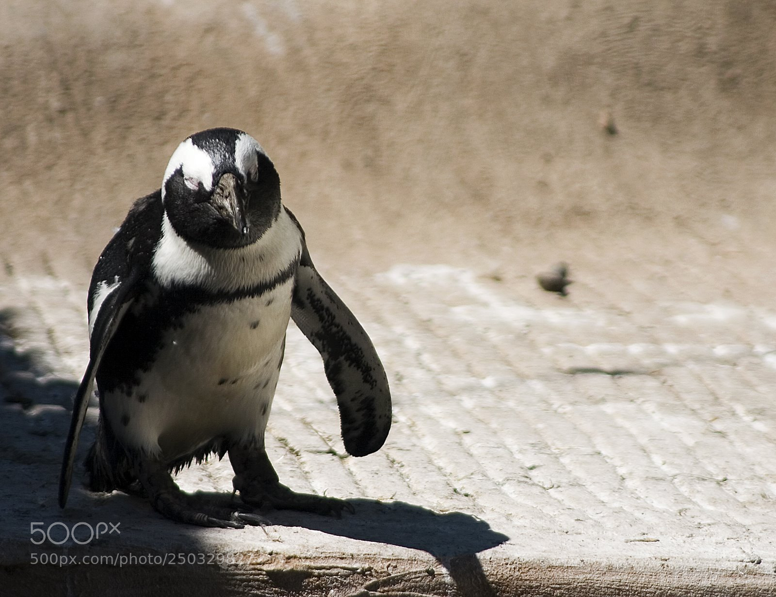 Canon EOS 300D (EOS Digital Rebel / EOS Kiss Digital) sample photo. Penguin seeks caption photography