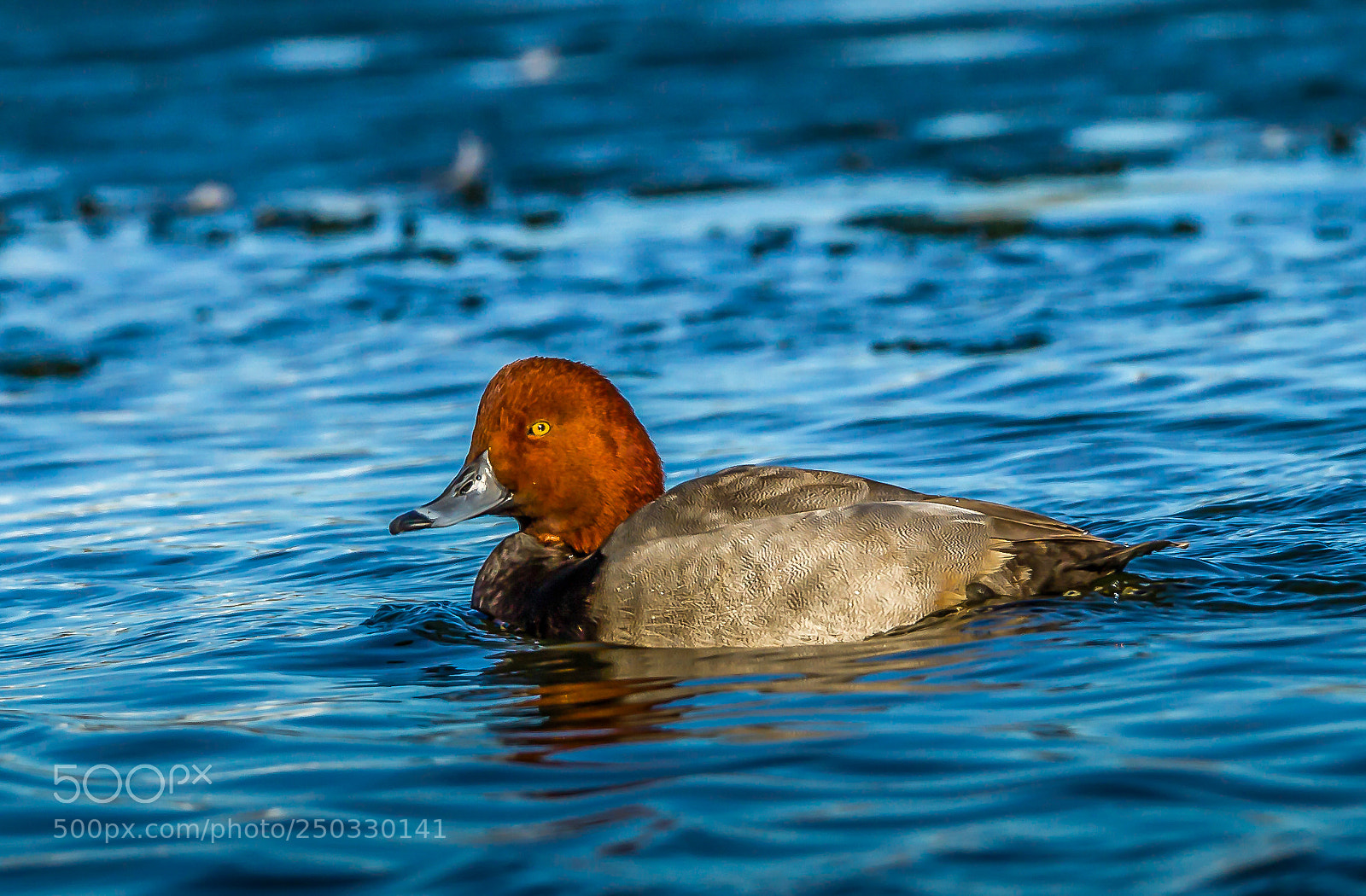Canon EOS 7D sample photo. Redhead photography