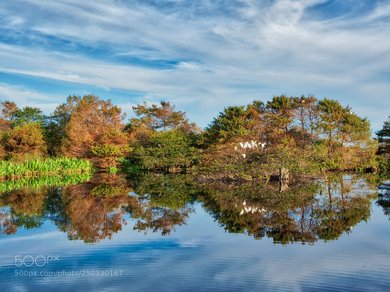 Sony Cyber-shot DSC-RX10 III sample photo. Green cay florida photography