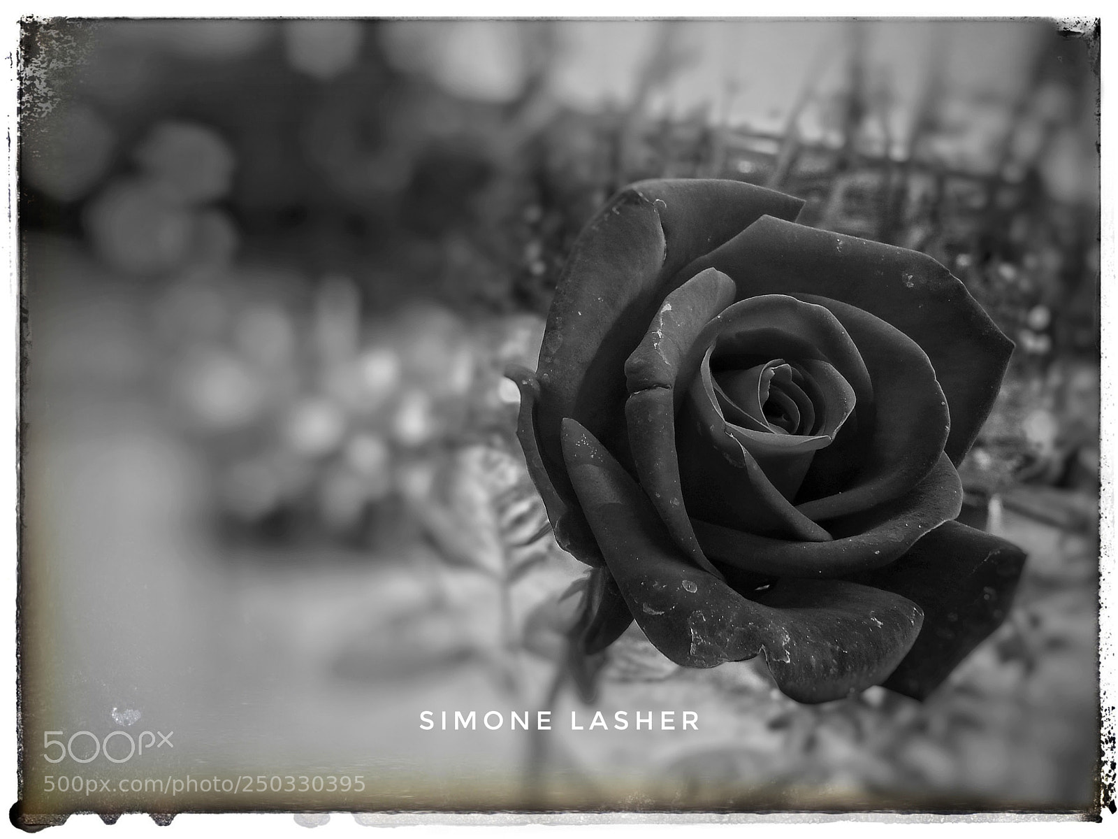 Samsung Galaxy S3 sample photo. Roses aren't always red photography
