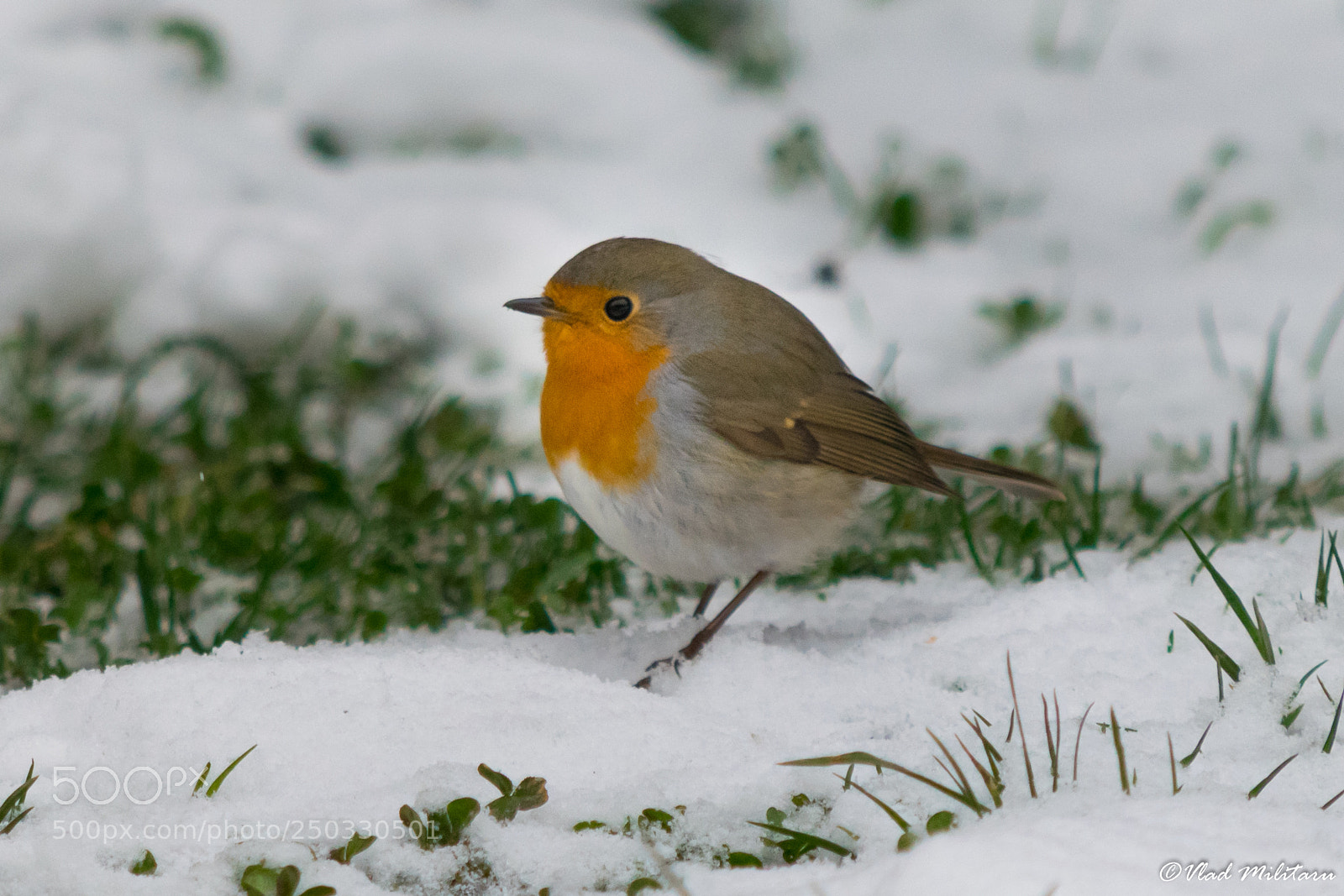 Nikon D5300 sample photo. The european robin erithacus photography