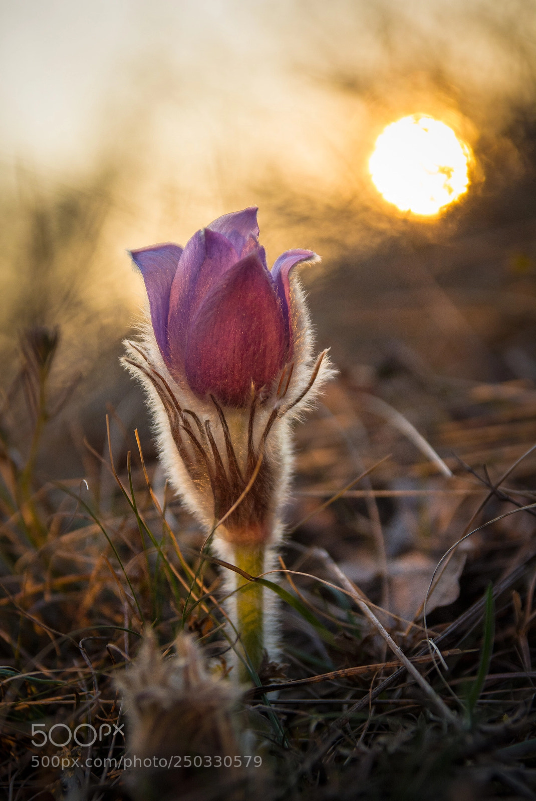 Nikon D7100 sample photo. Sunset flower photography