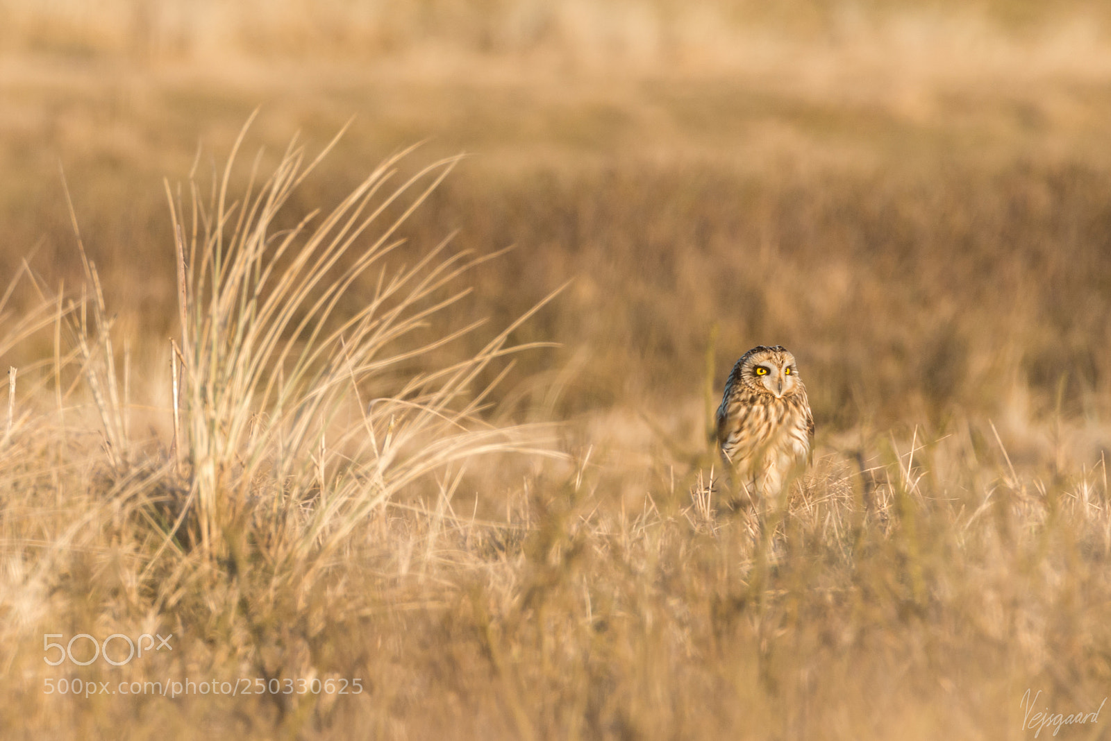 Nikon D800 sample photo. Short-eared owl with a photography