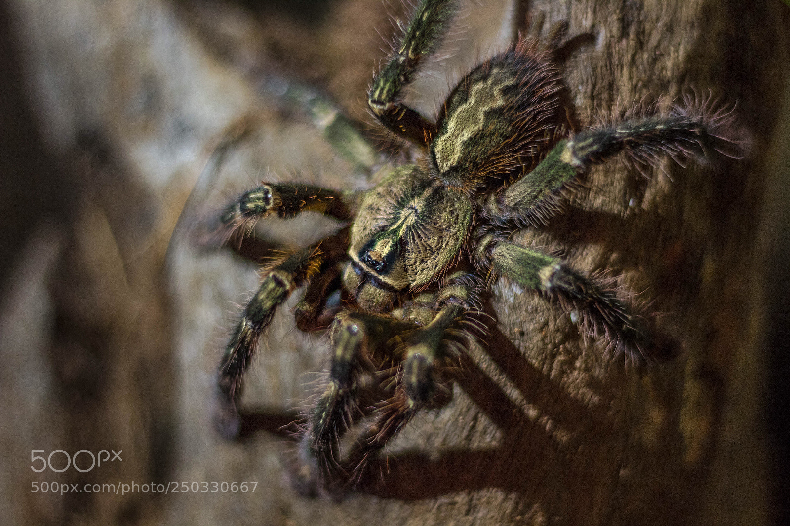 Canon EOS 1300D (EOS Rebel T6 / EOS Kiss X80) sample photo. Poecilotheria ornata photography