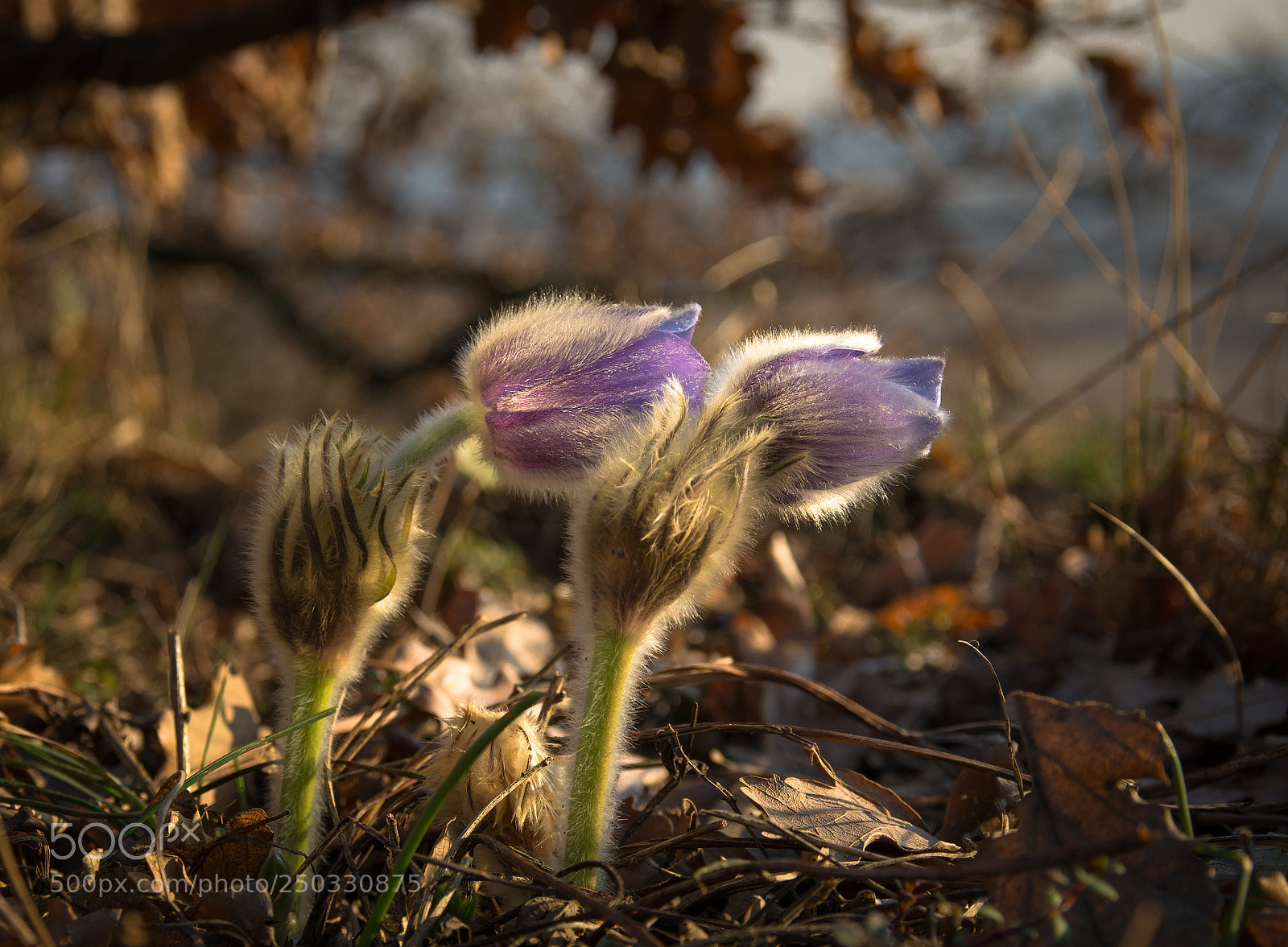 Nikon D7100 sample photo. Flowers in light photography