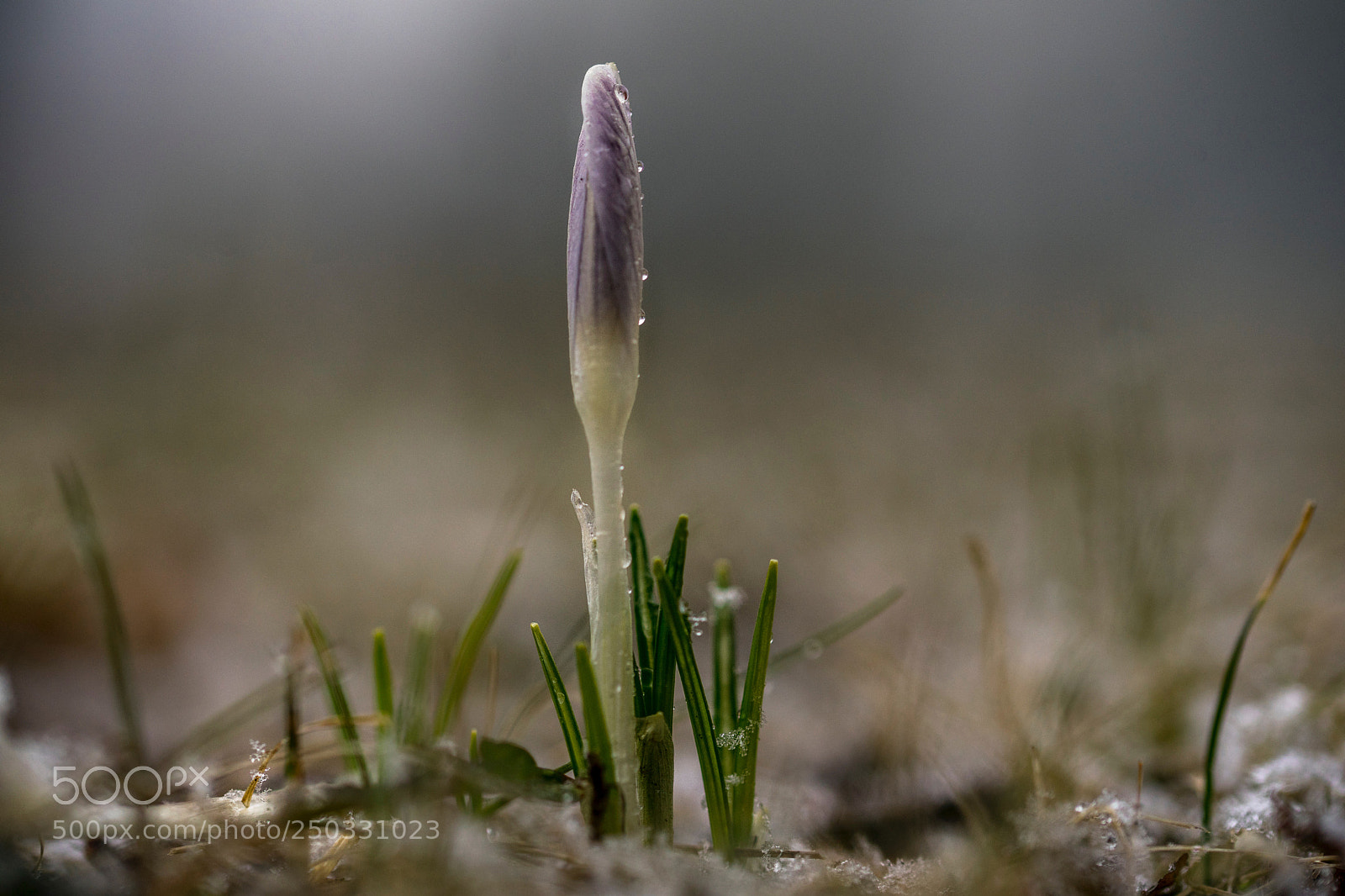Sony a7 II sample photo. Survivor photography