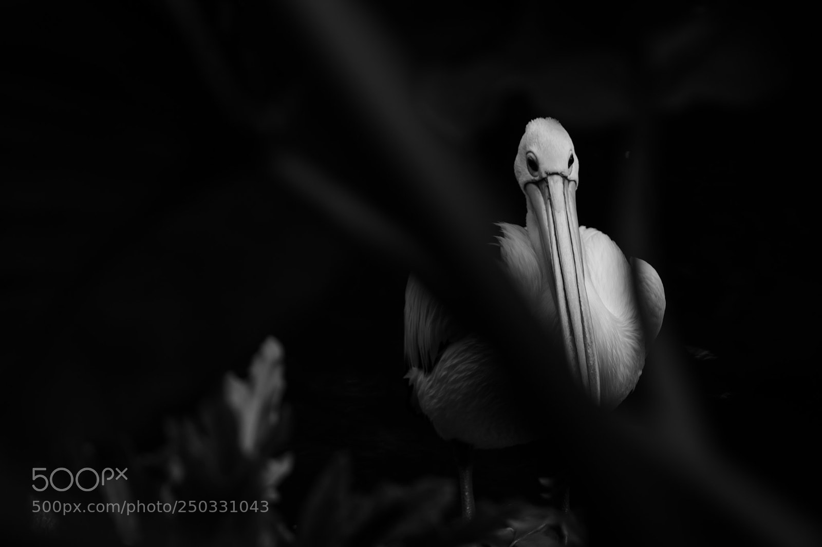 Canon EOS 60D sample photo. The bird photography