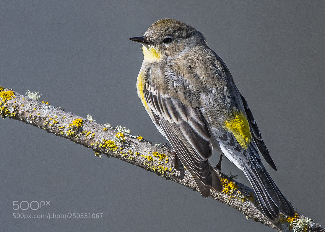 Nikon D500 sample photo. Yellow rumped warbler photography
