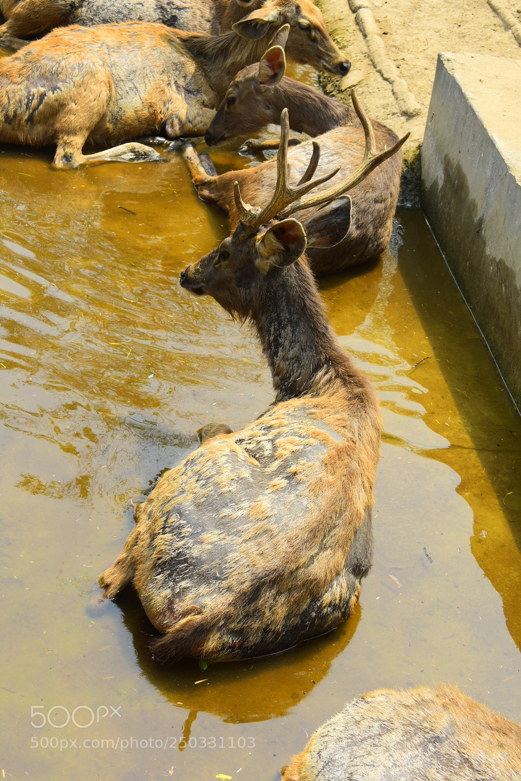 Nikon D3400 sample photo. Deer friend photography