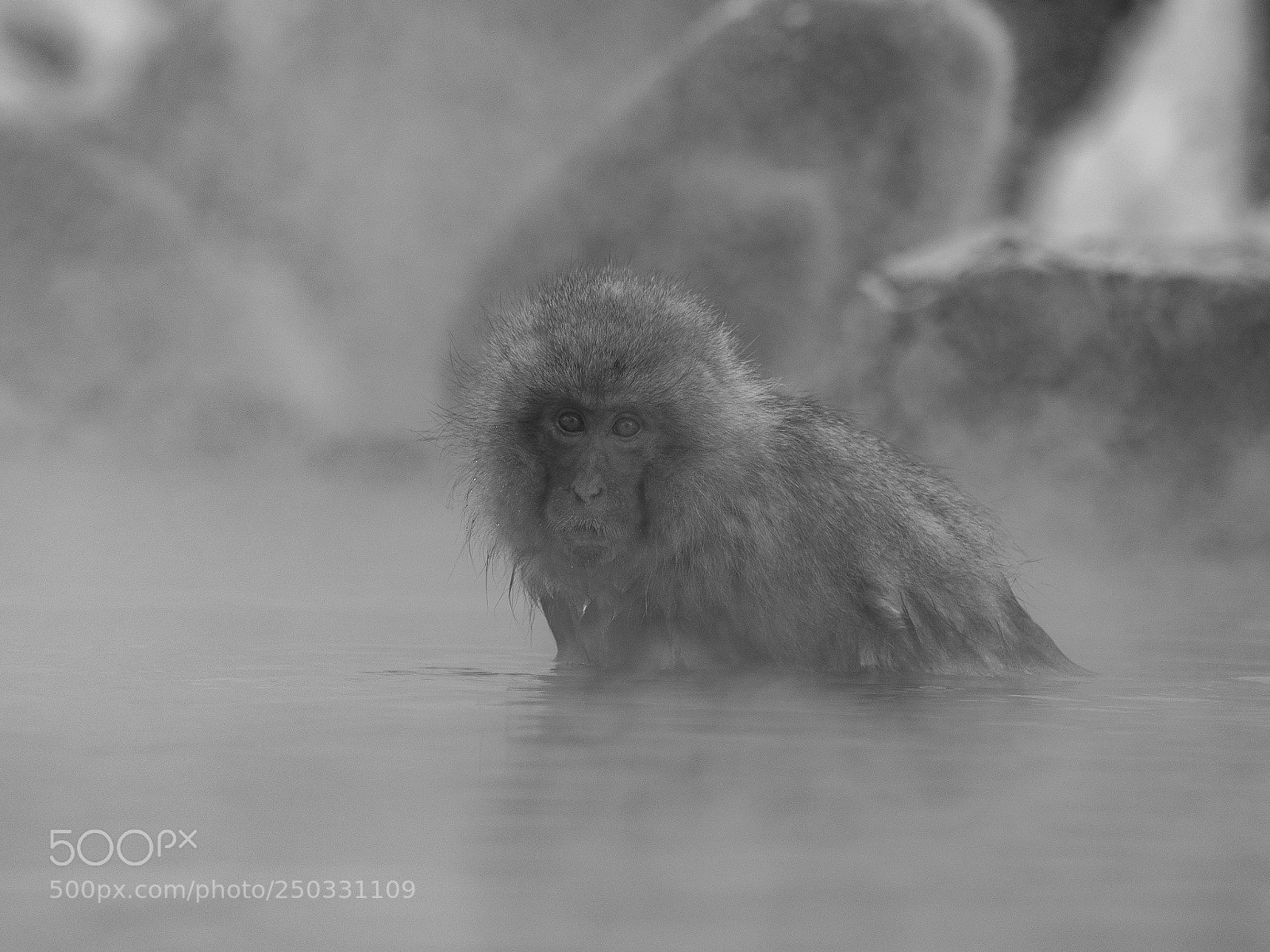 Olympus OM-D E-M5 II sample photo. Steamy snow monkey photography