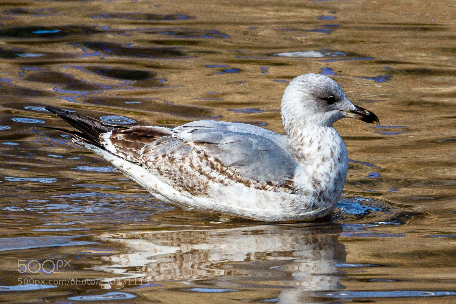 Canon EOS 80D sample photo. Herring gull photography