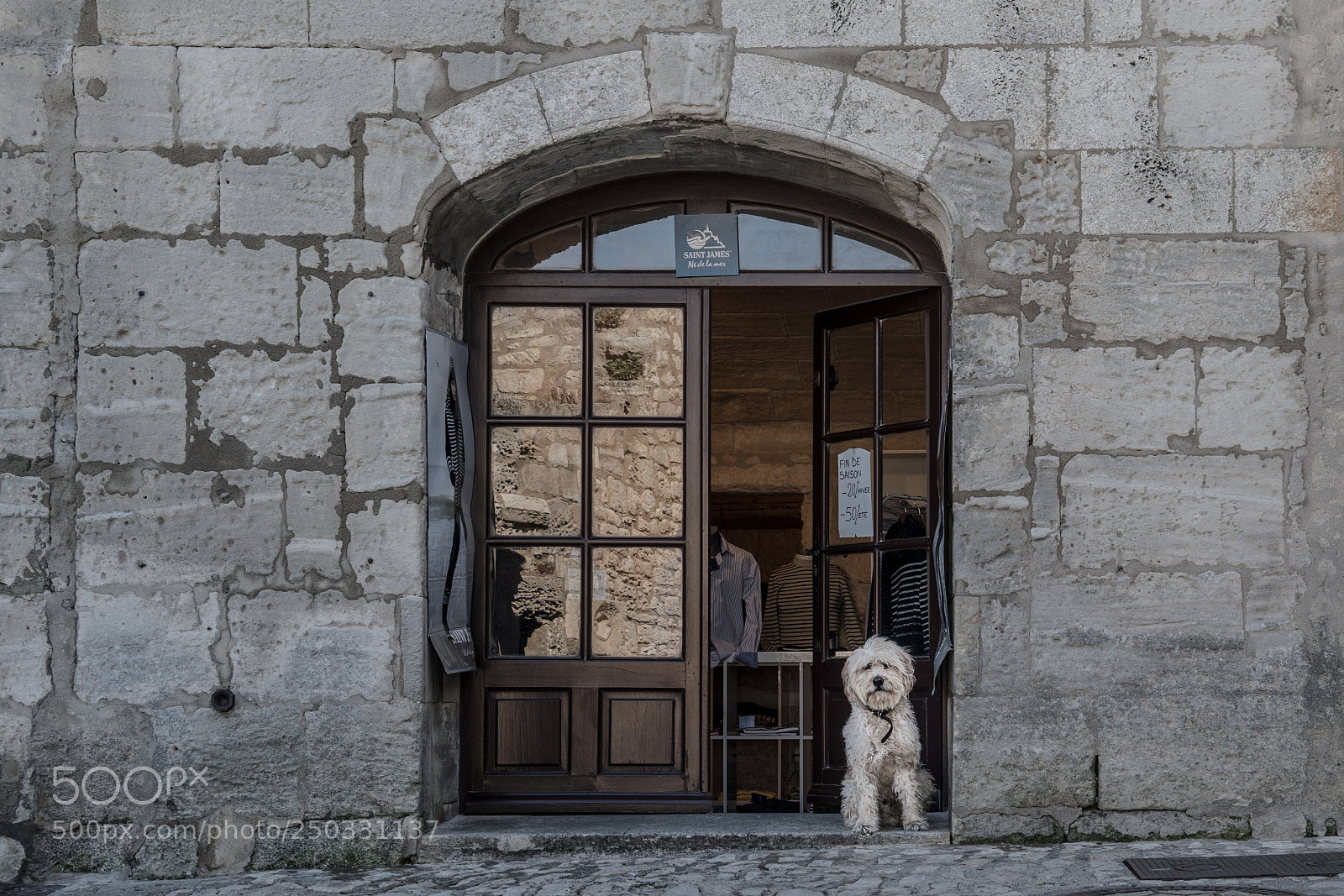 Sony a7R II sample photo. Beings we call animals photography