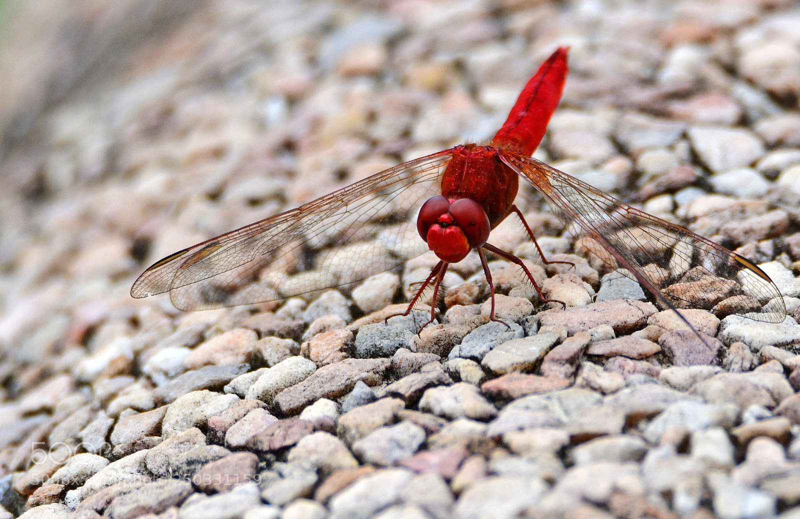 Nikon D500 sample photo. Red dragonfly photography