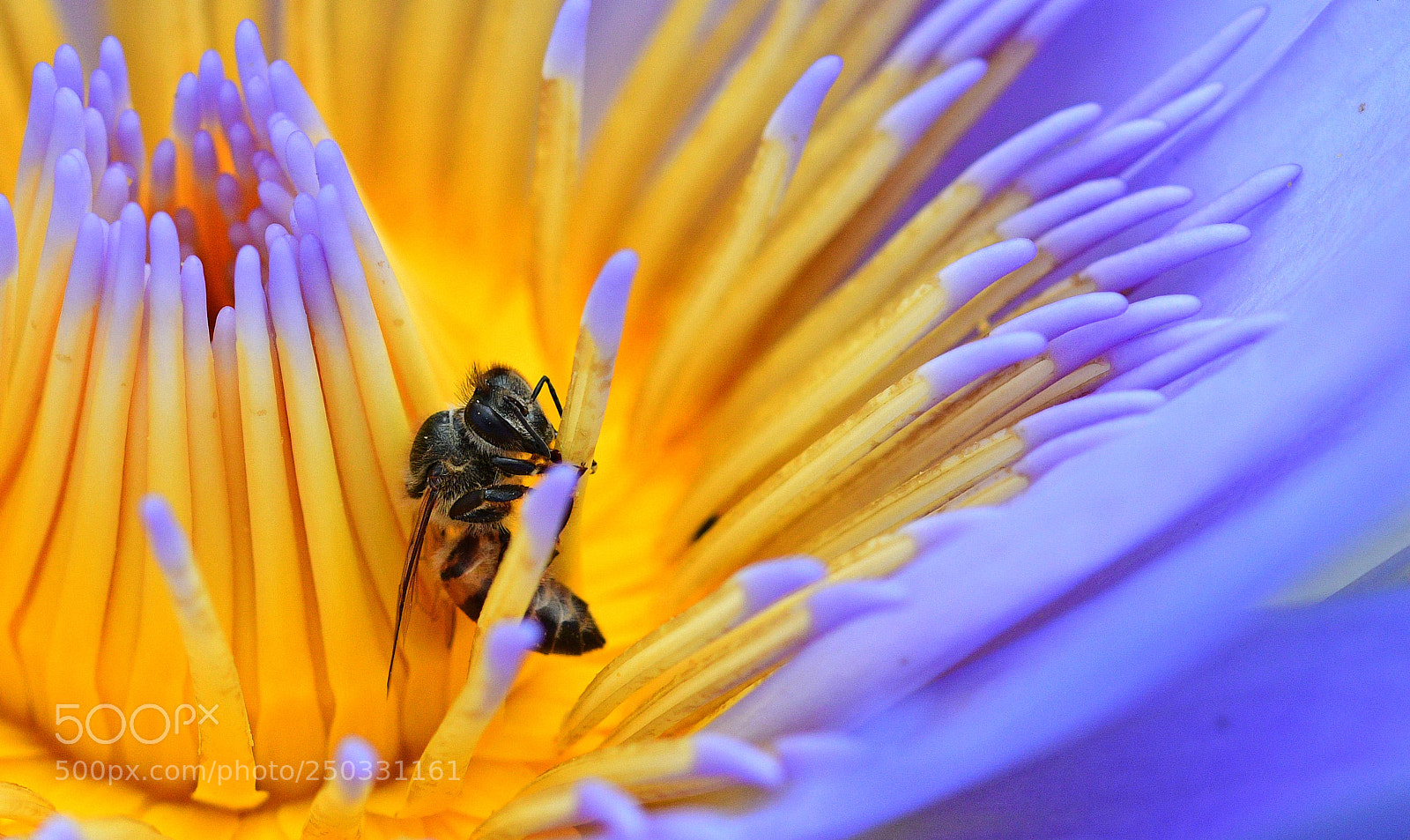 Nikon D500 sample photo. Lilly bee photography