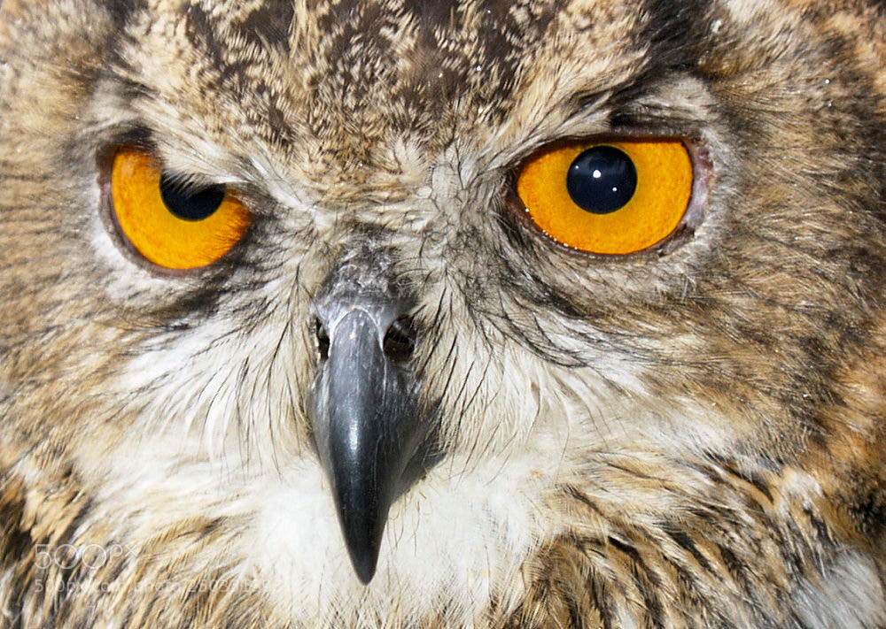 Olympus E-500 (EVOLT E-500) sample photo. Owl photography