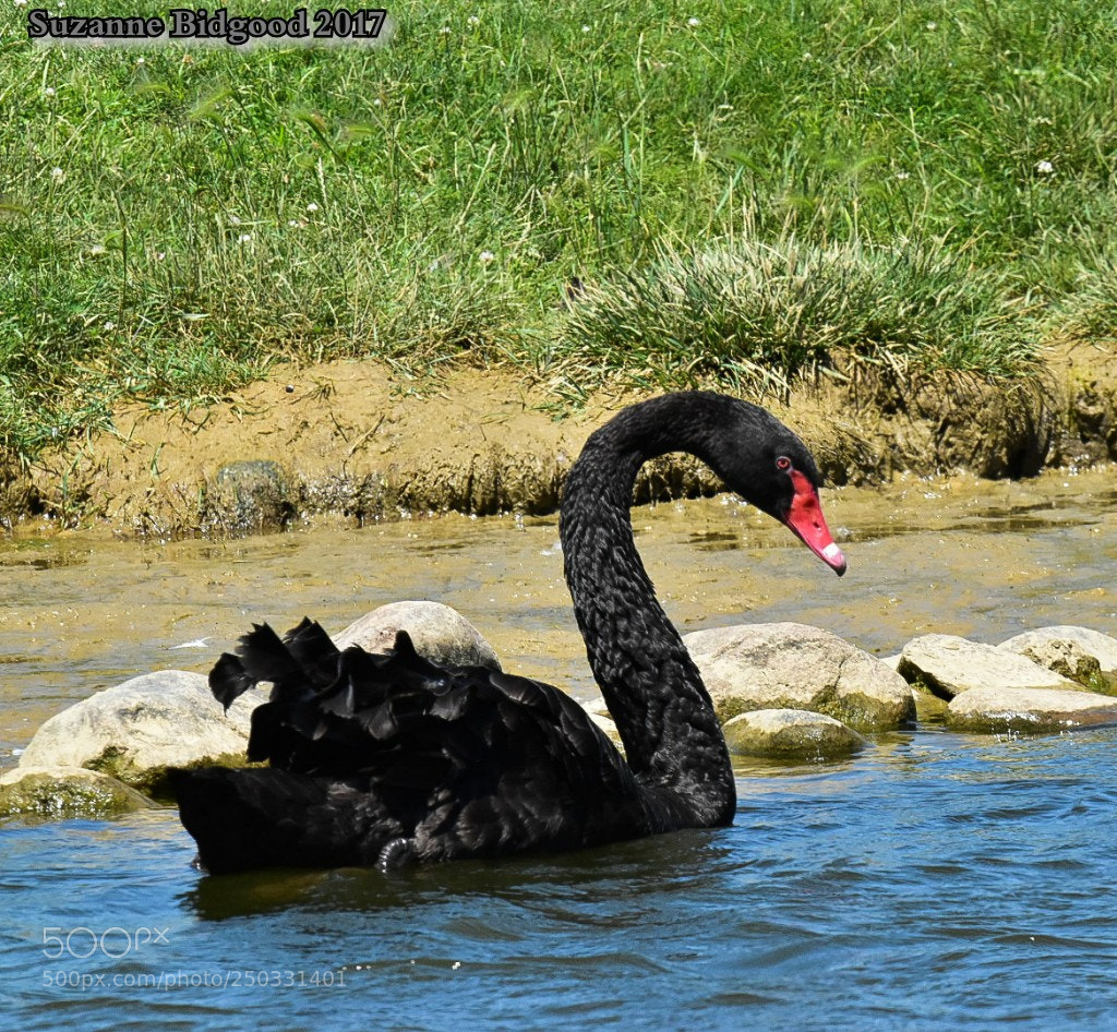Nikon D5500 sample photo. Untitled photography