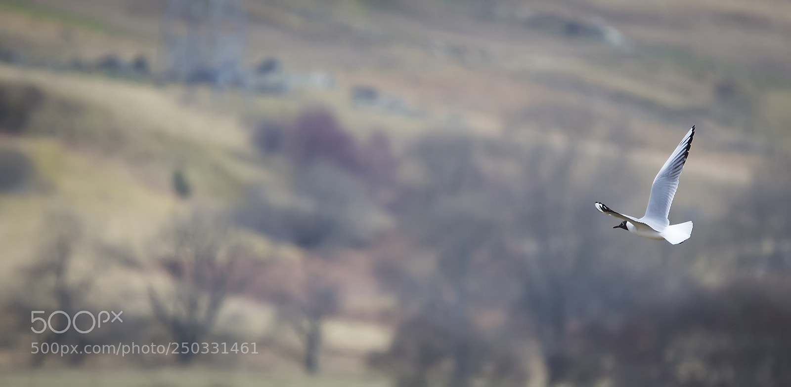 Pentax K-5 sample photo. Black headed gull photography