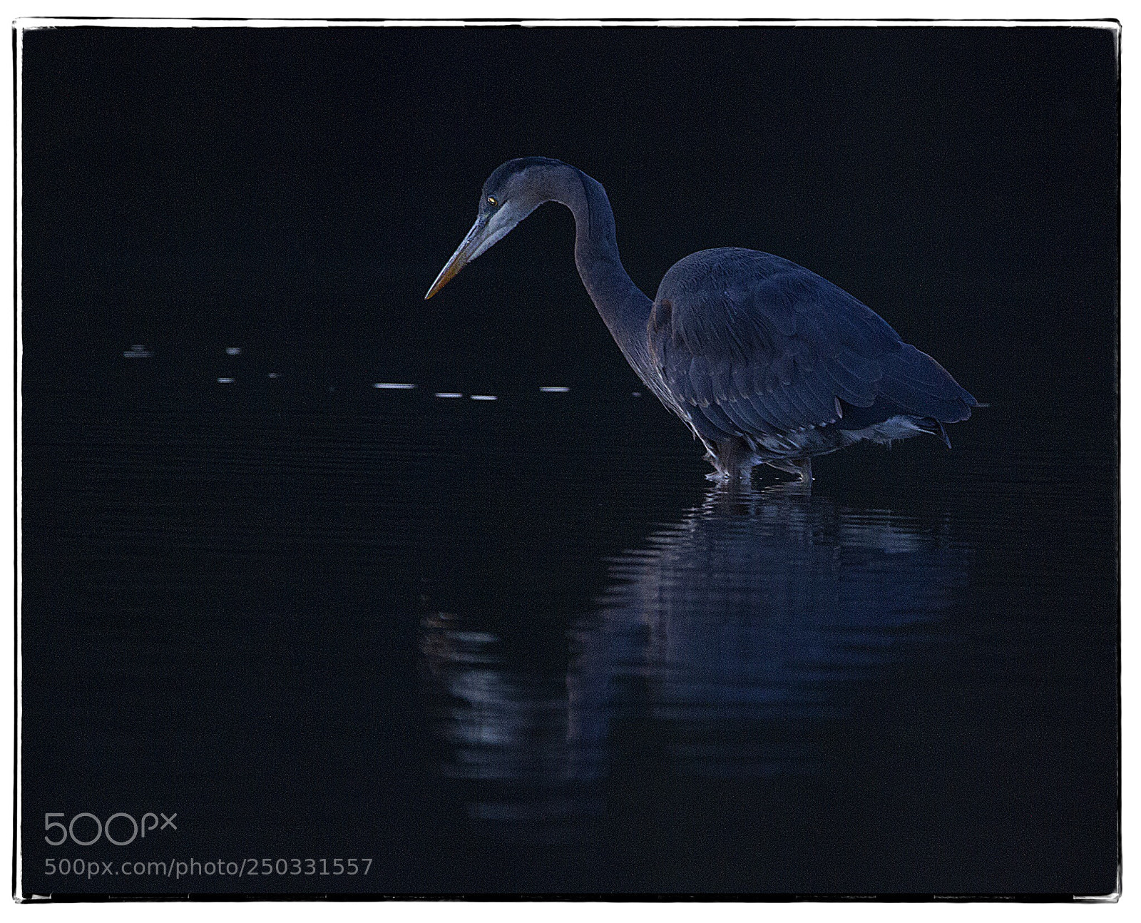 Canon EOS 7D sample photo. Gray heron at night. photography