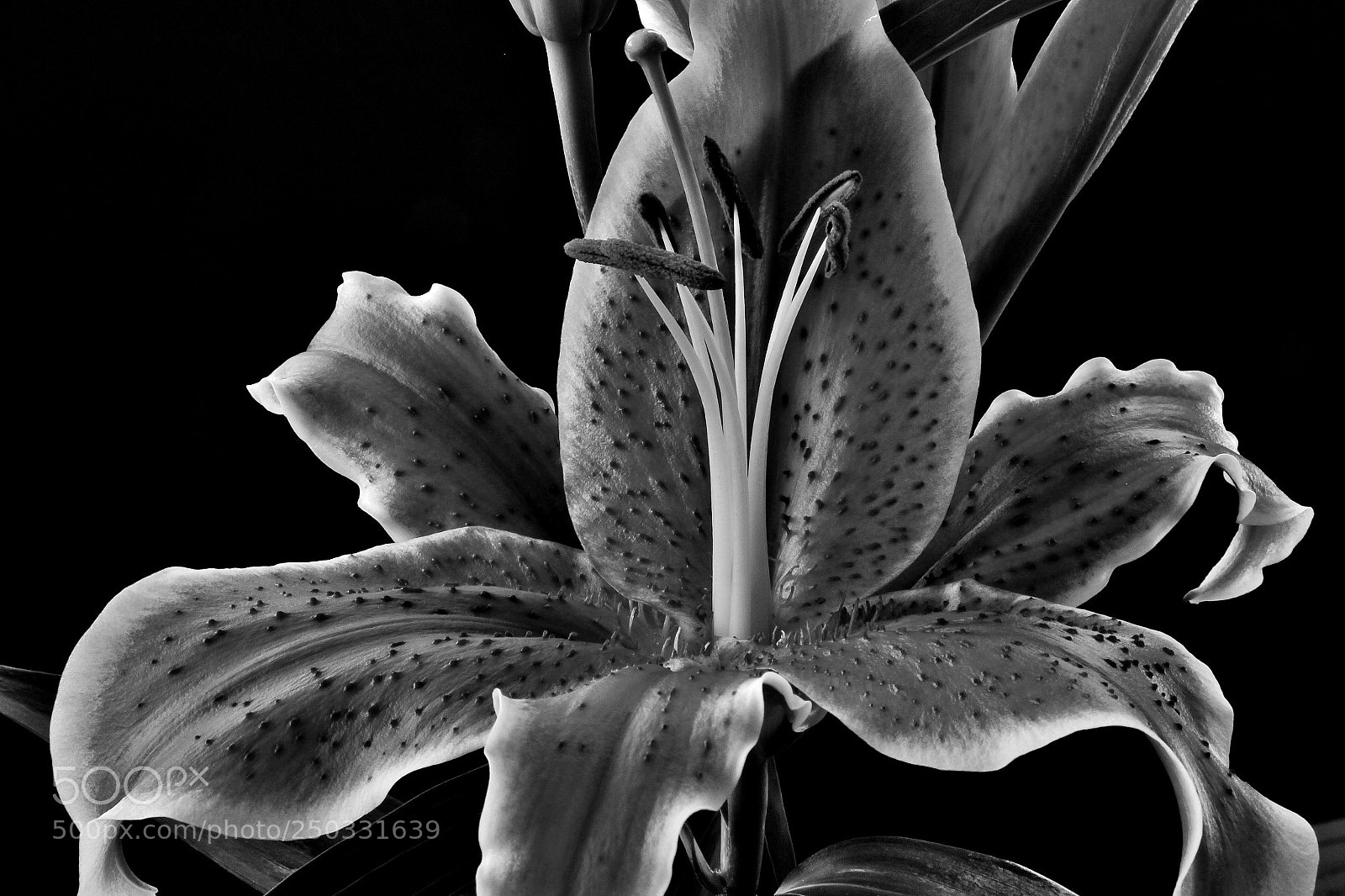 Canon EOS 60D sample photo. Lily photography
