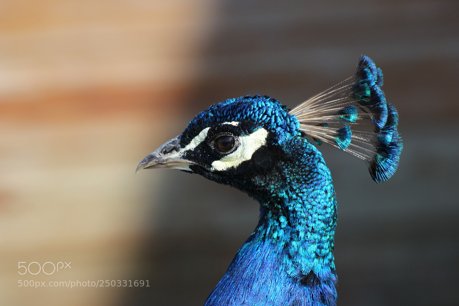 Canon EOS 600D (Rebel EOS T3i / EOS Kiss X5) sample photo. Pauw photography