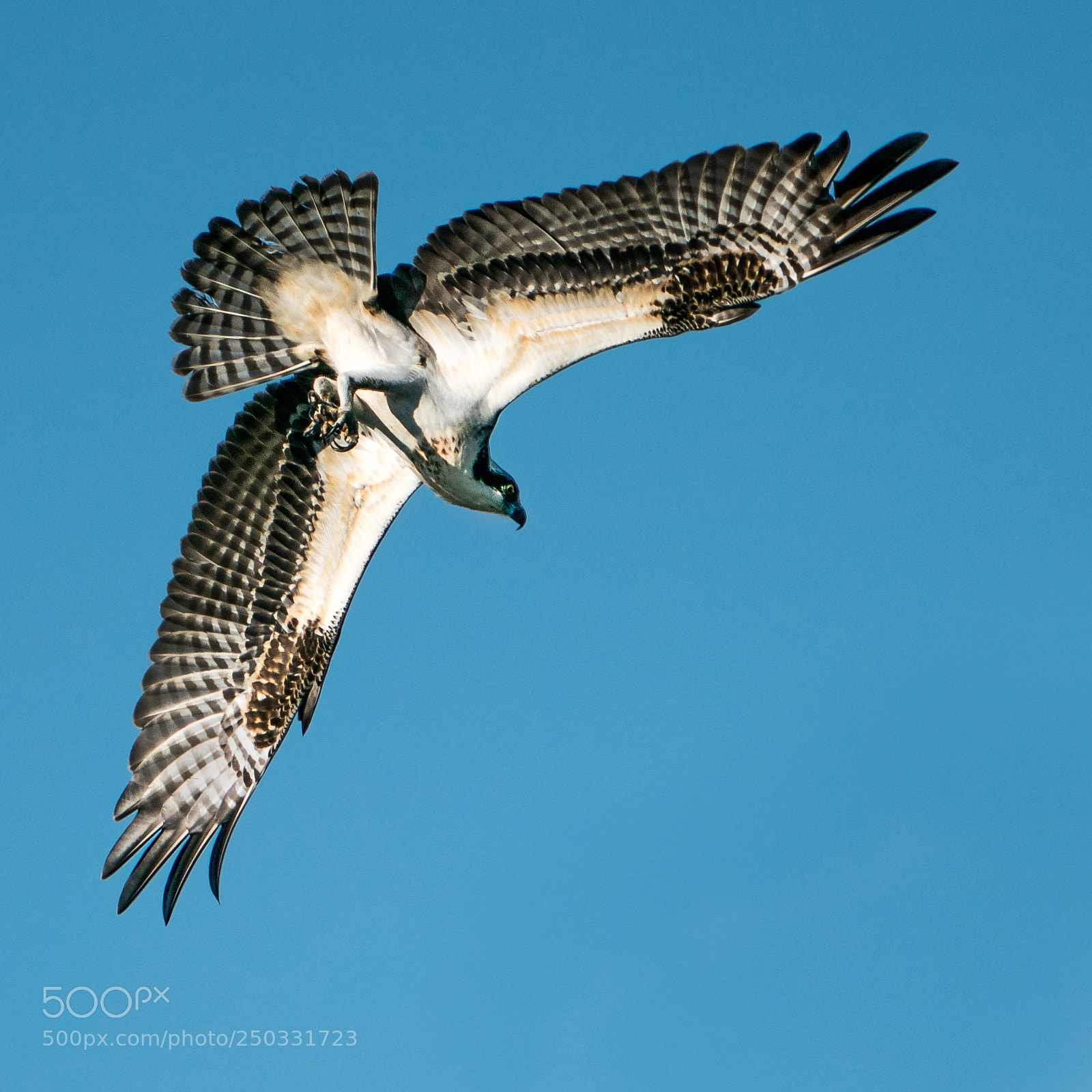 Sony a9 sample photo. Osprey dive v photography