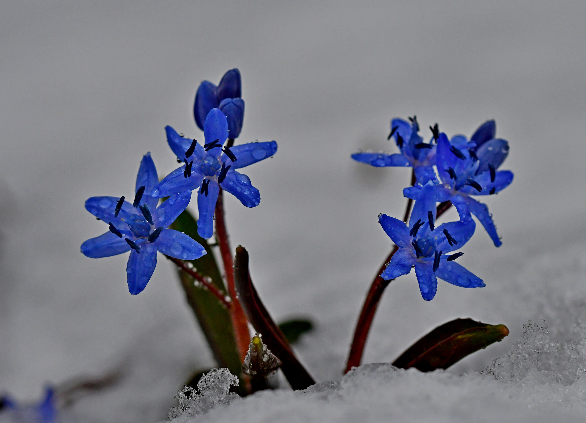 Nikon D500 + Sigma 105mm F2.8 EX DG OS HSM sample photo. Scilla in the snow photography
