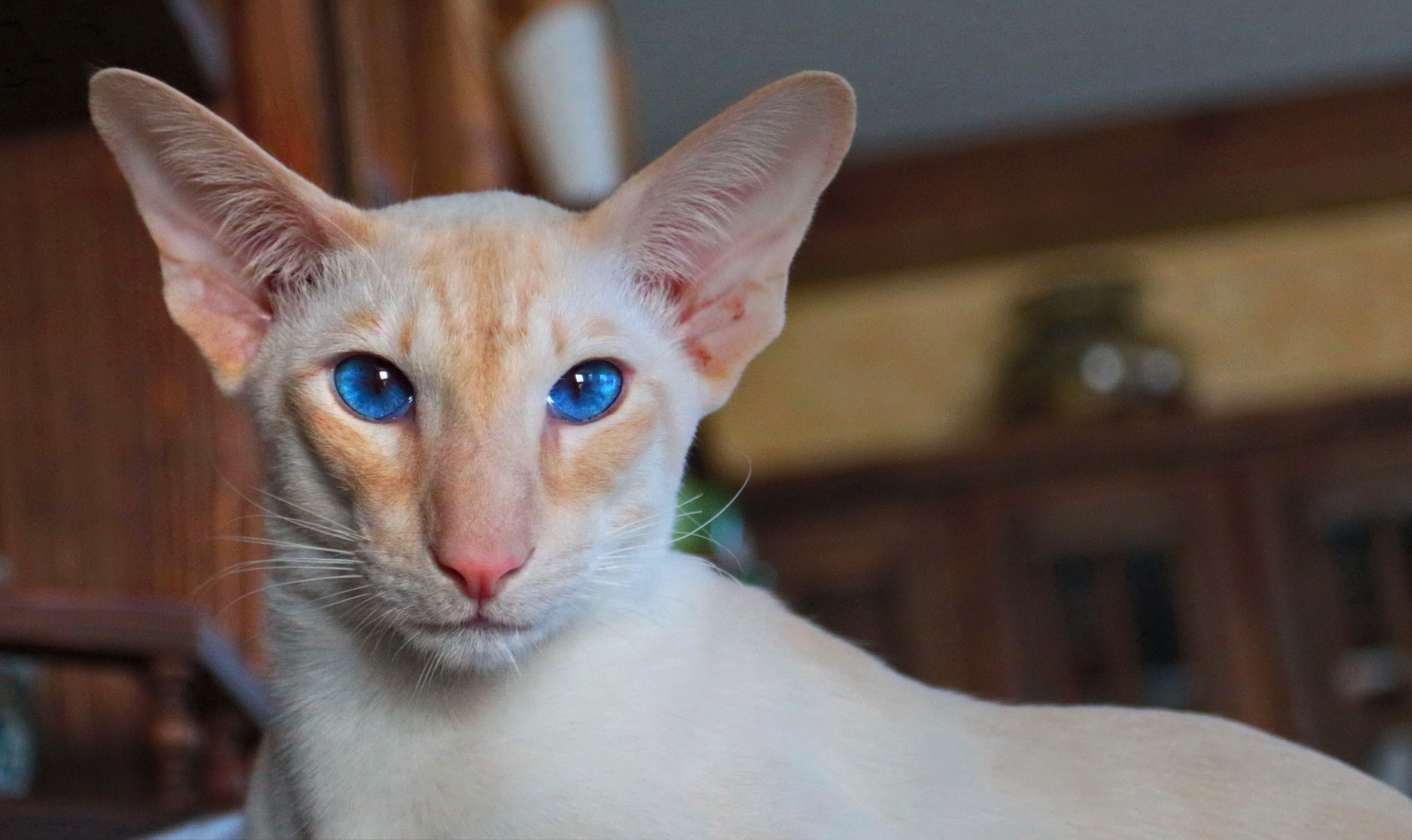 Canon EOS sample photo. Blue eyes photography